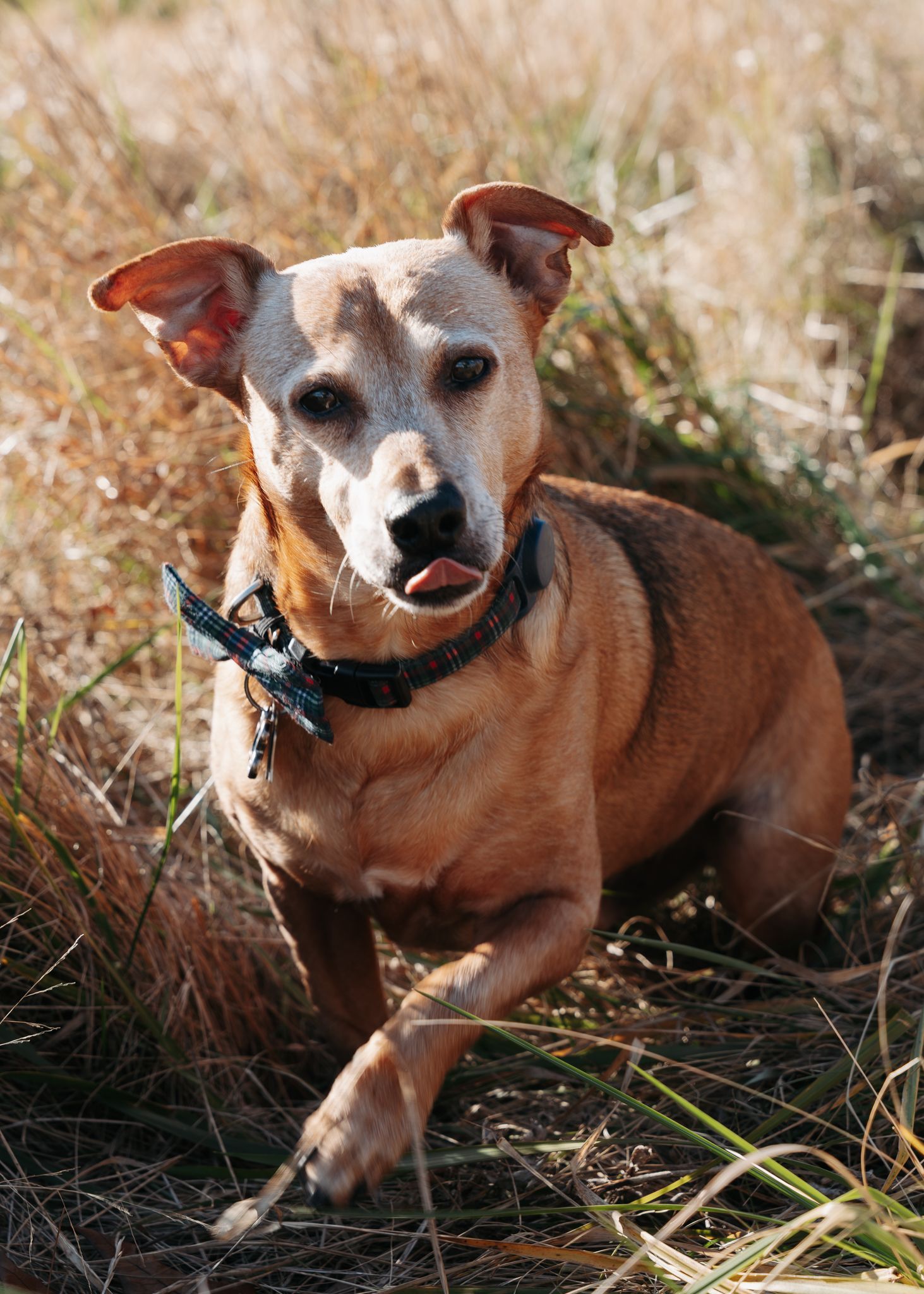 Small tan Chihuahua dog wearing a brown sweater plays in dry grass on a sunny day.