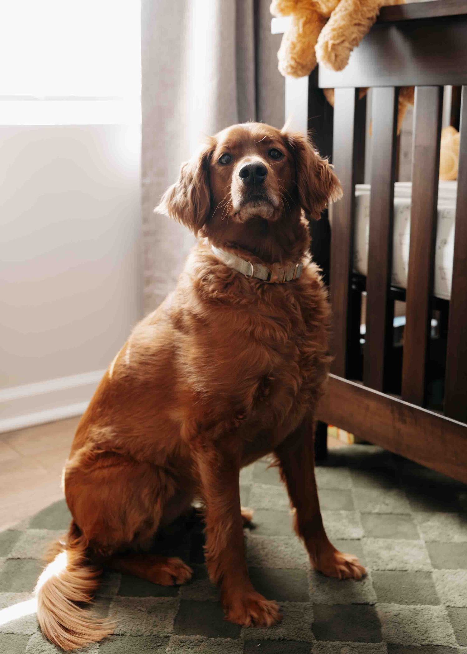 A golden red dog sits attentively on a carpet beside a dark wood crib with a stuffed bear toy visible above.