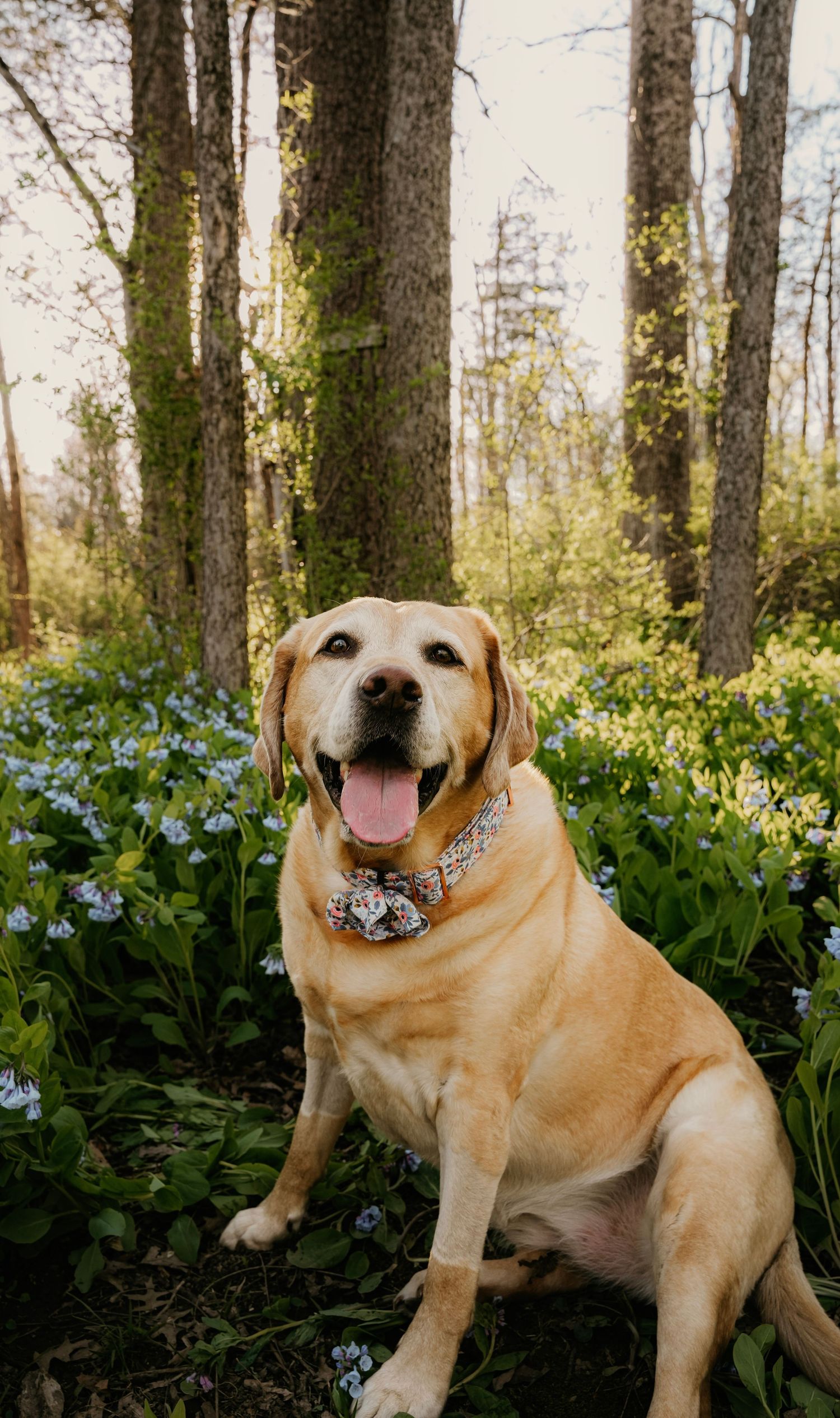 Happy tan Labrador dog sits in forest surrounded by blooming blue wildflowers on sunny spring day.