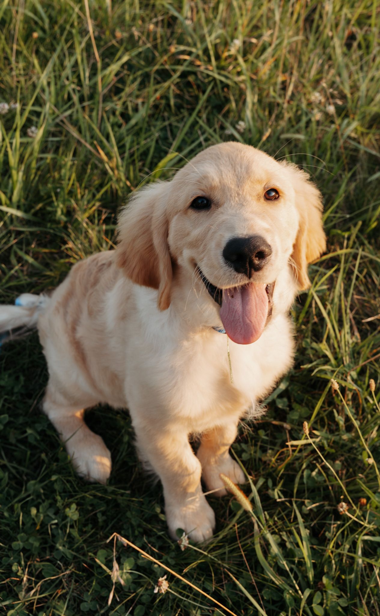 Happy Golden Retriever puppy with tongue out sitting in green grass on sunny day.