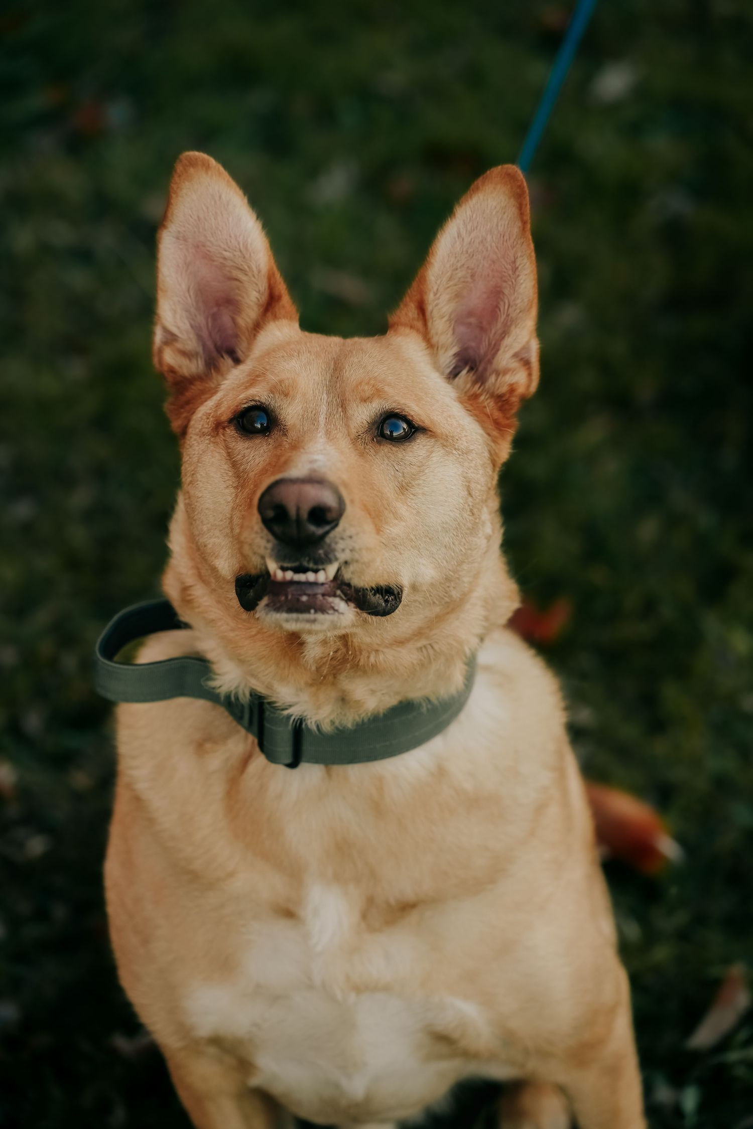 A smiling tan Shiba Inu dog with blue eyes holds a curved stick or toy in its mouth while posing outdoors.