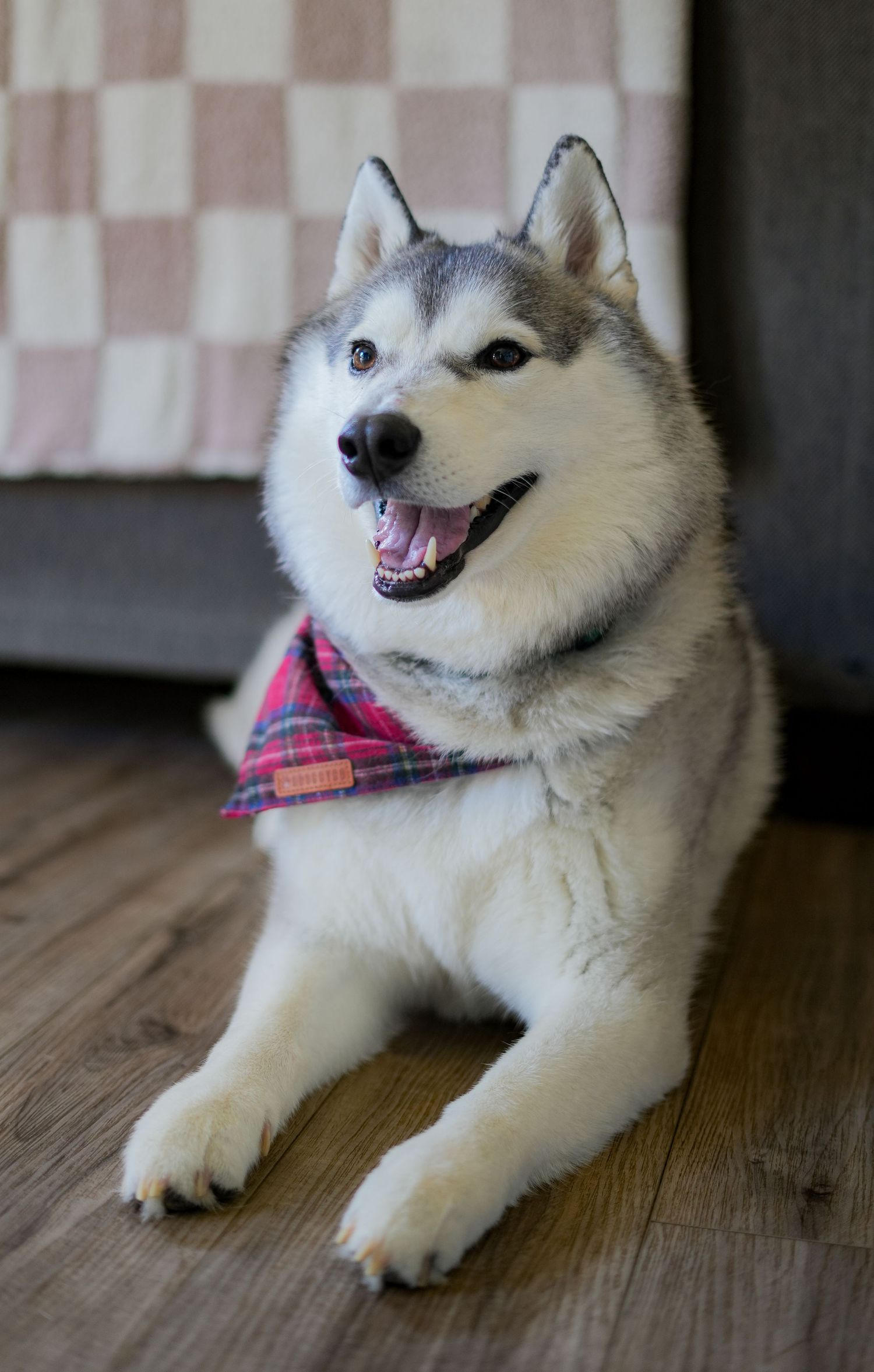 A happy Husky dog wearing a red plaid bandana lies on a wooden floor in a series of playful expressions.