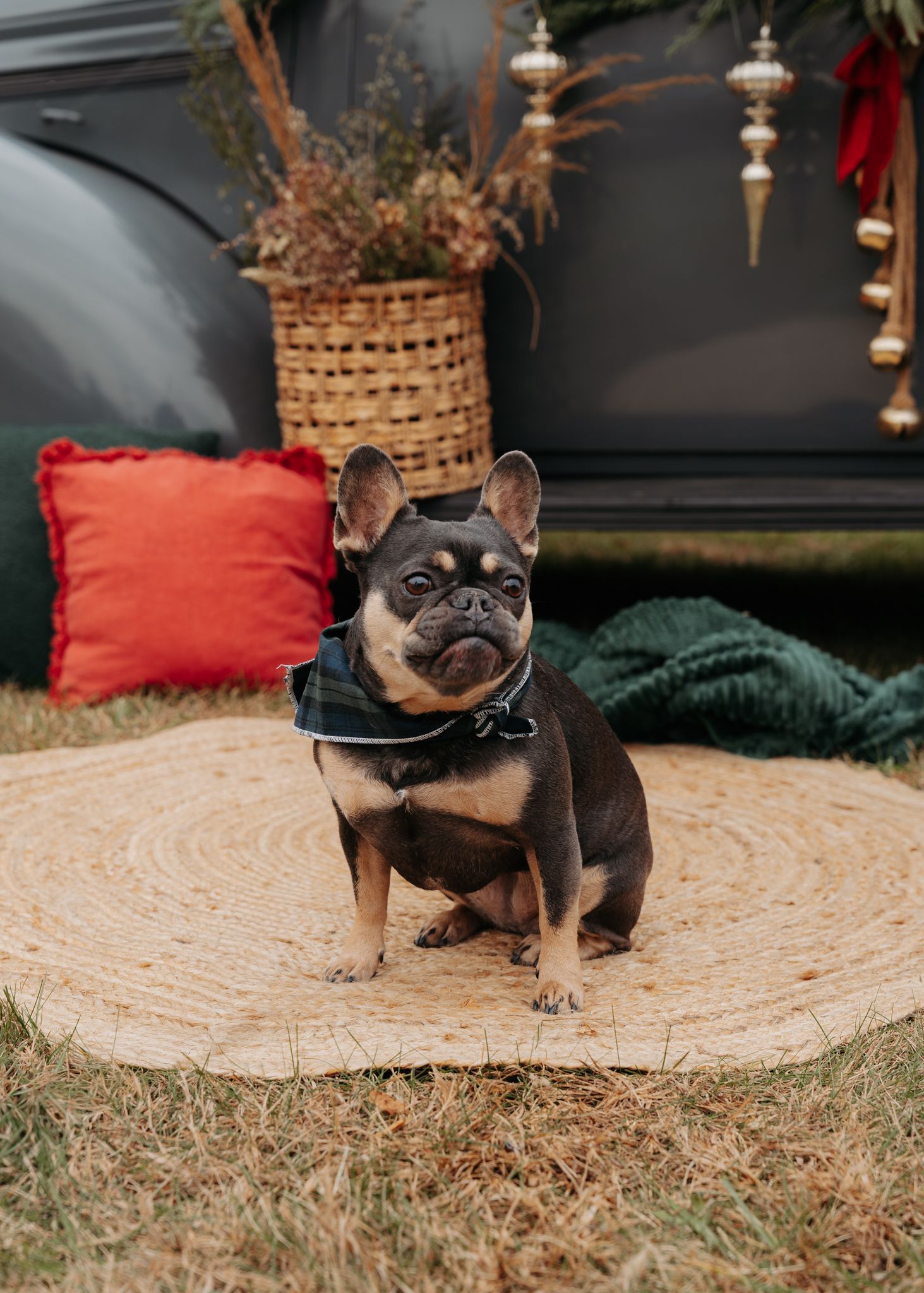 A French Bulldog wearing a black bow tie poses on a beige carpet in front of holiday decorations.