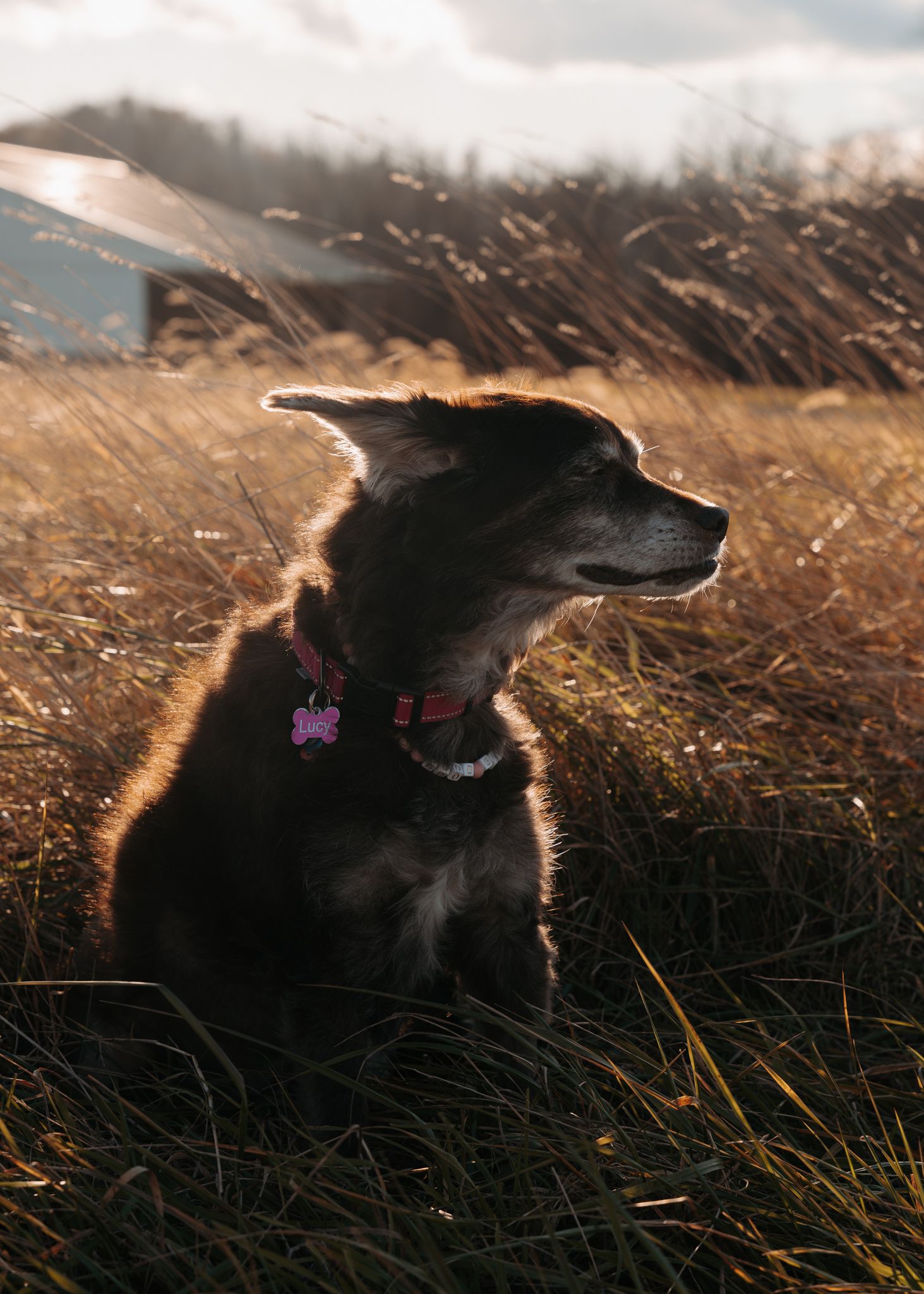 Black dog with purple collar silhouetted against golden sunlit grass in a serene outdoor setting.