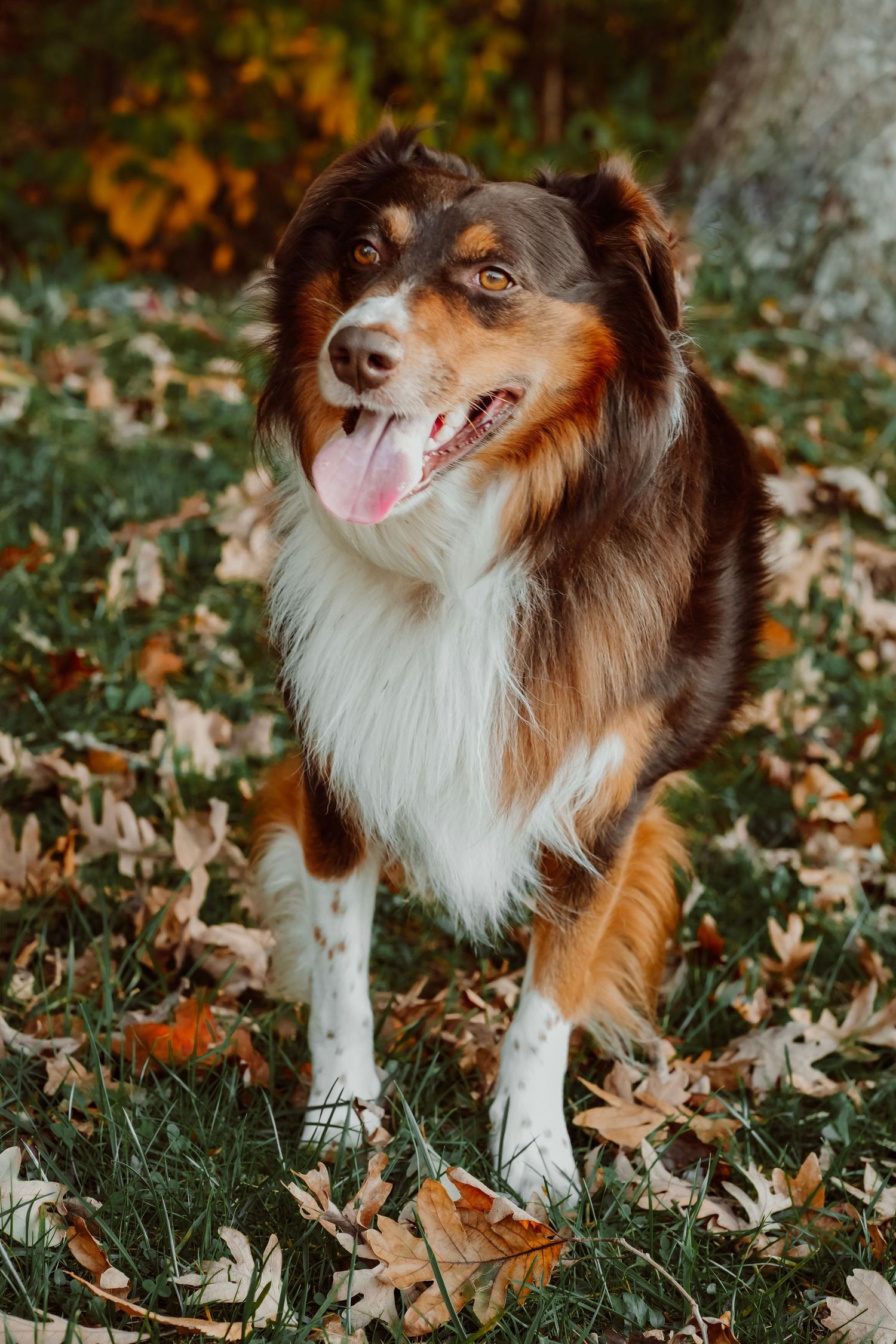 An Australian Shepherd dog with brown and white fur stands in fallen autumn leaves on grass.