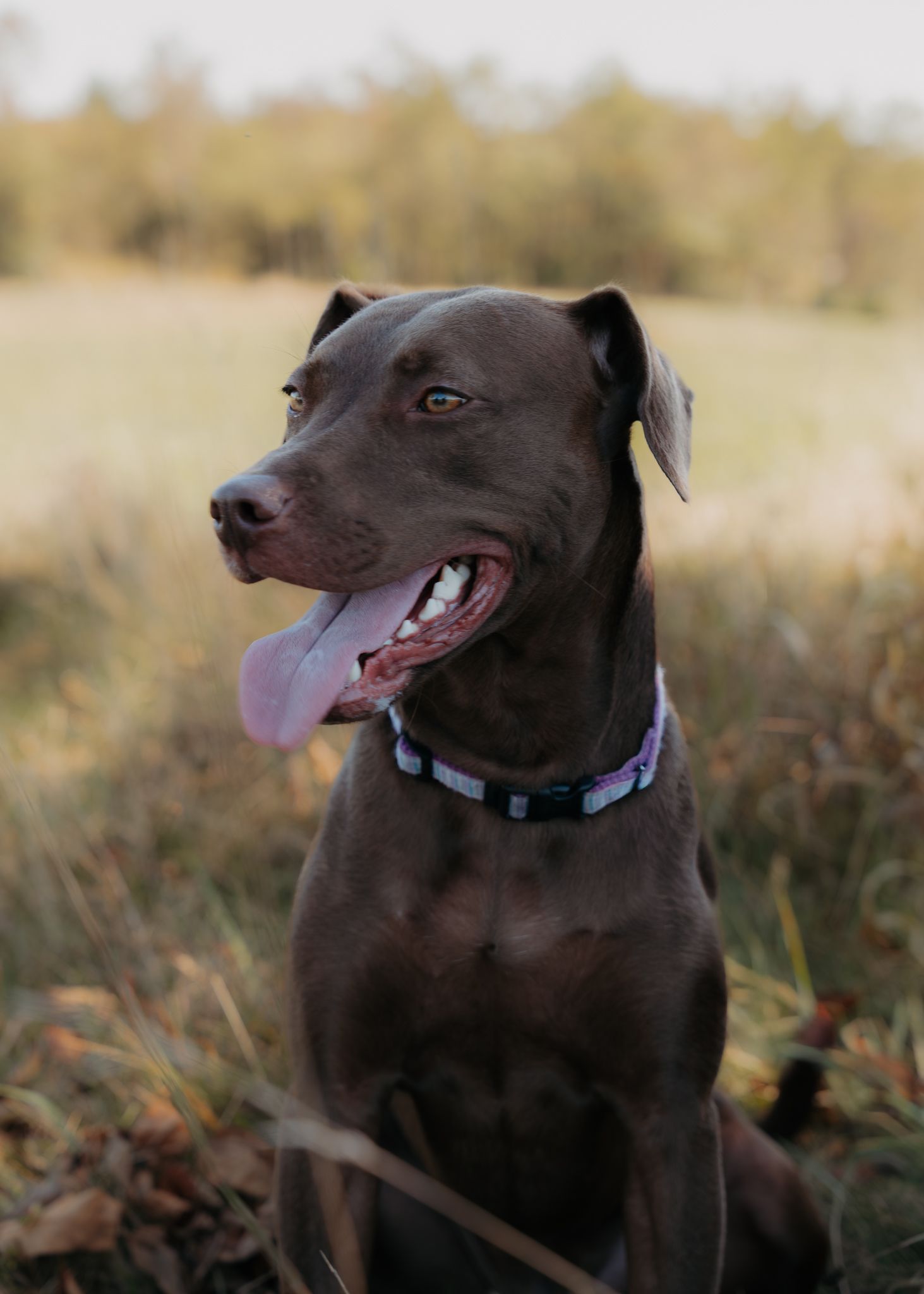 A happy dark-colored pit bull dog wearing a collar sits in grass with tongue out and smiling expression.