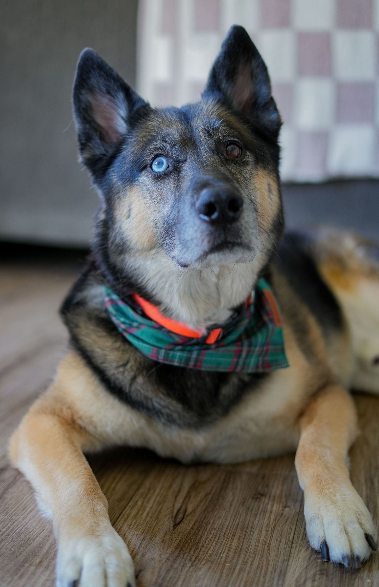 A happy German Shepherd mix dog wearing a plaid collar is shown in a series of close-up photos on a wooden floor.
