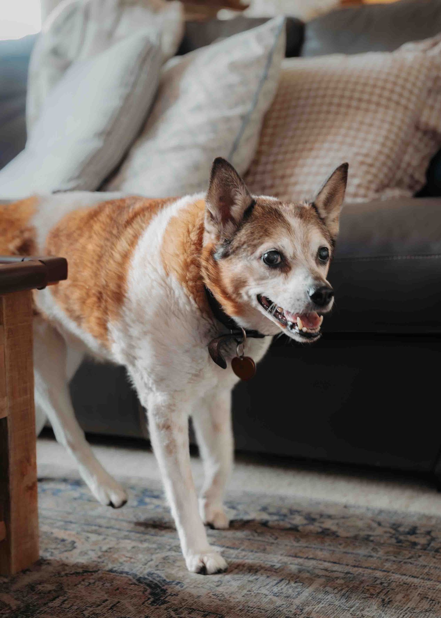 An older brown and white dog walks across a living room floor near a gray sofa with decorative pillows.