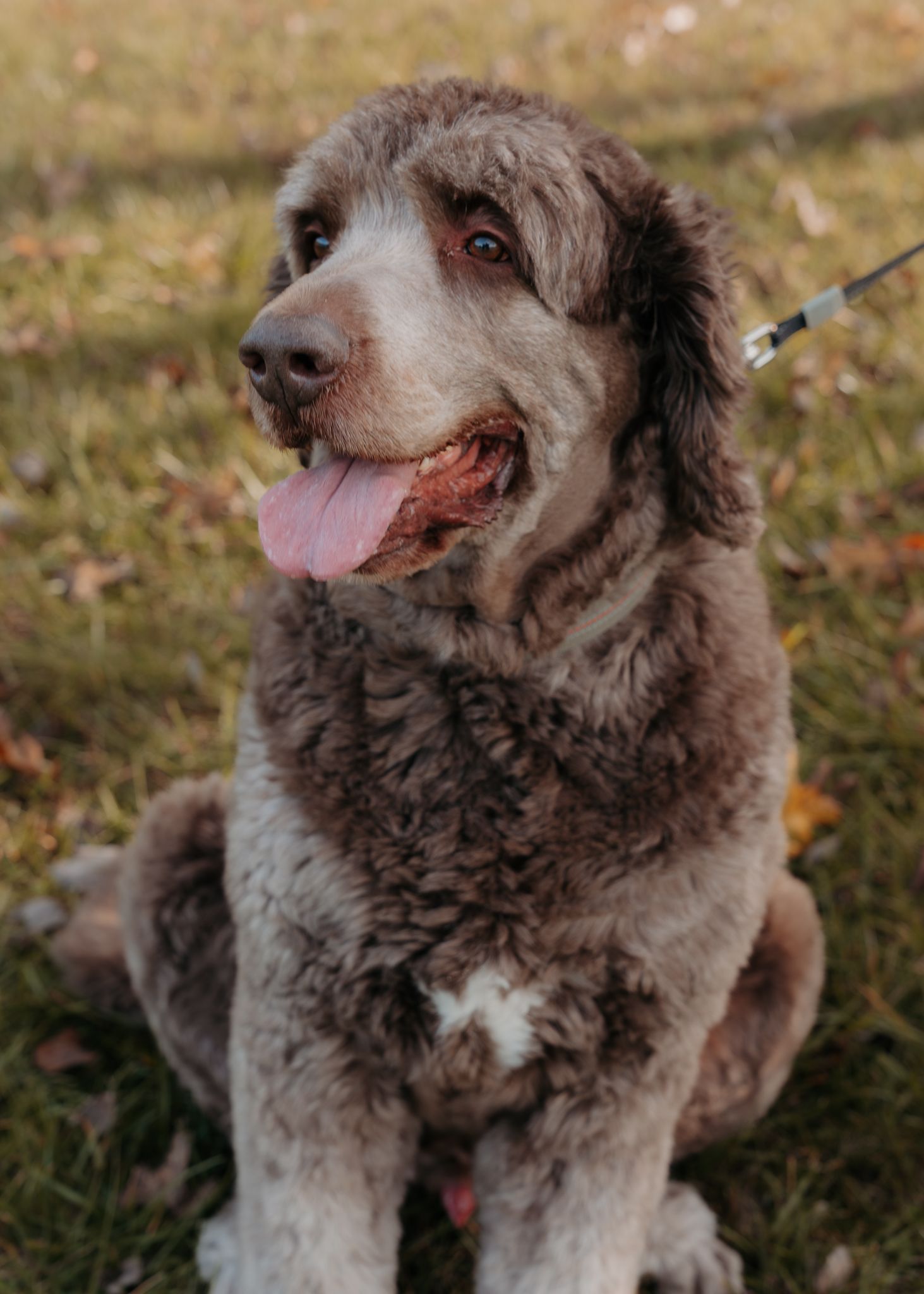 A brown and white Spanish Water Dog with curly fur sits on grass and sticks its tongue out playfully.