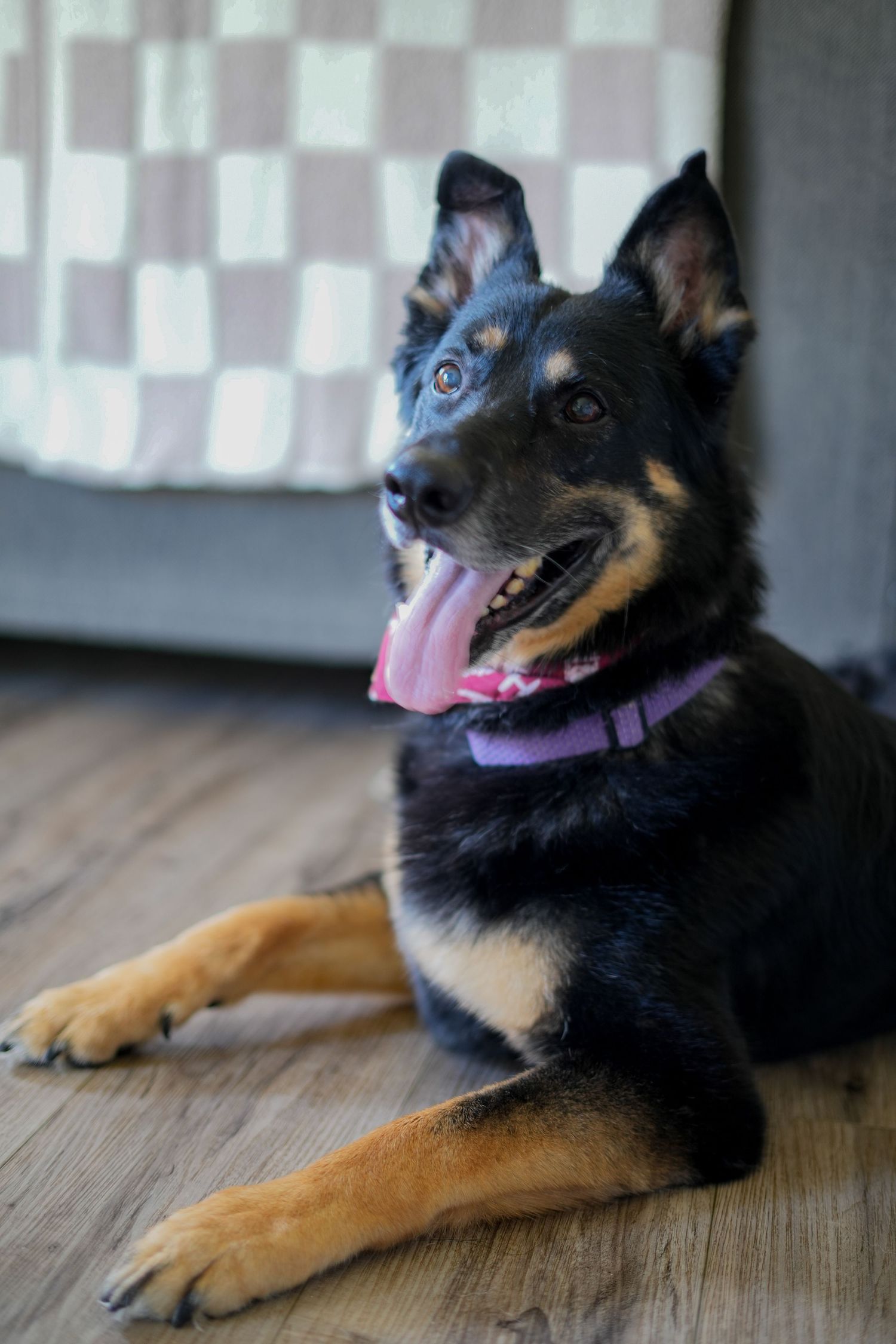 A happy black and tan dog lying on a wooden floor with its tongue sticking out and looking upward.