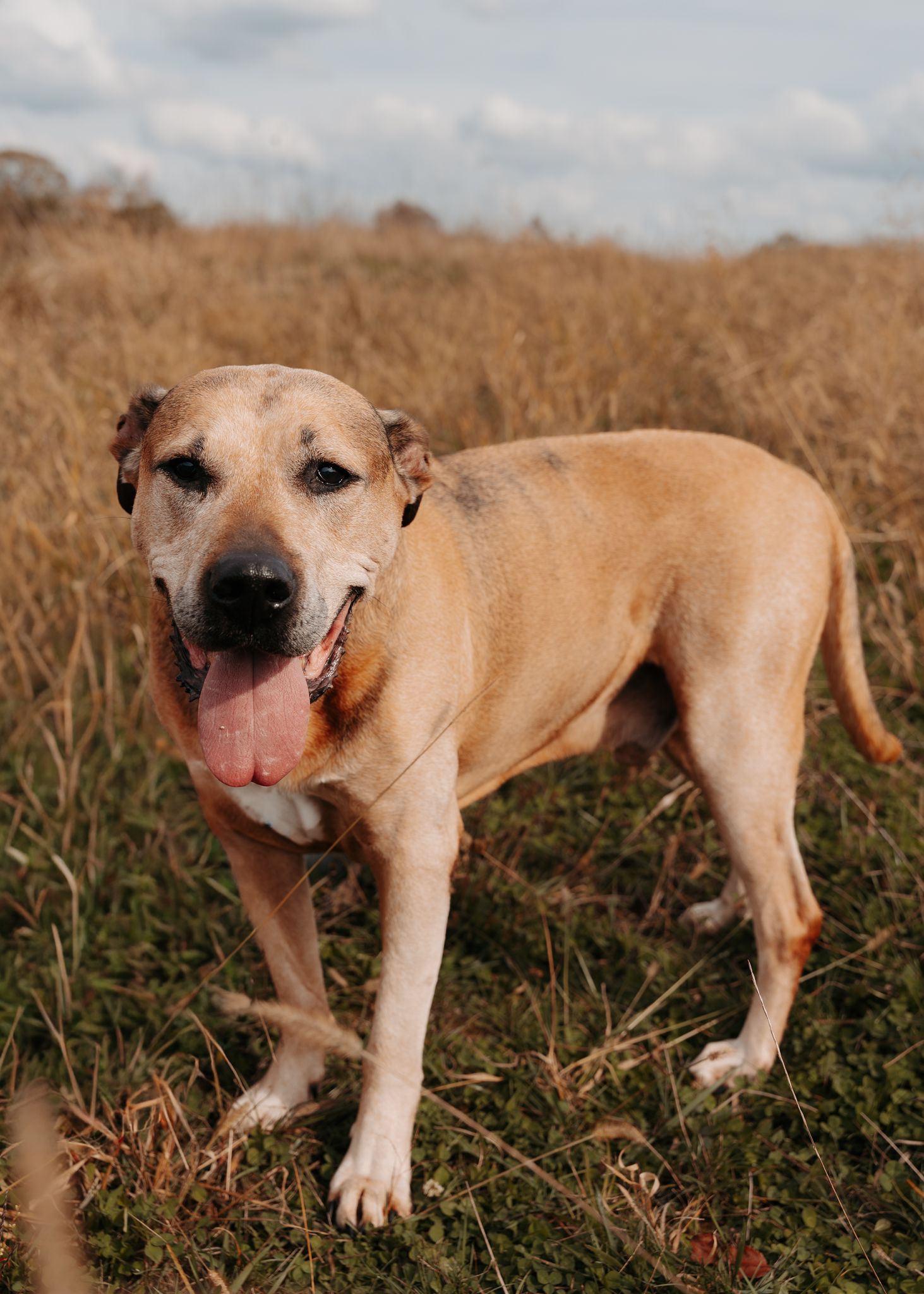 Tan colored dog playing in a grassy field with a red ball in its mouth.