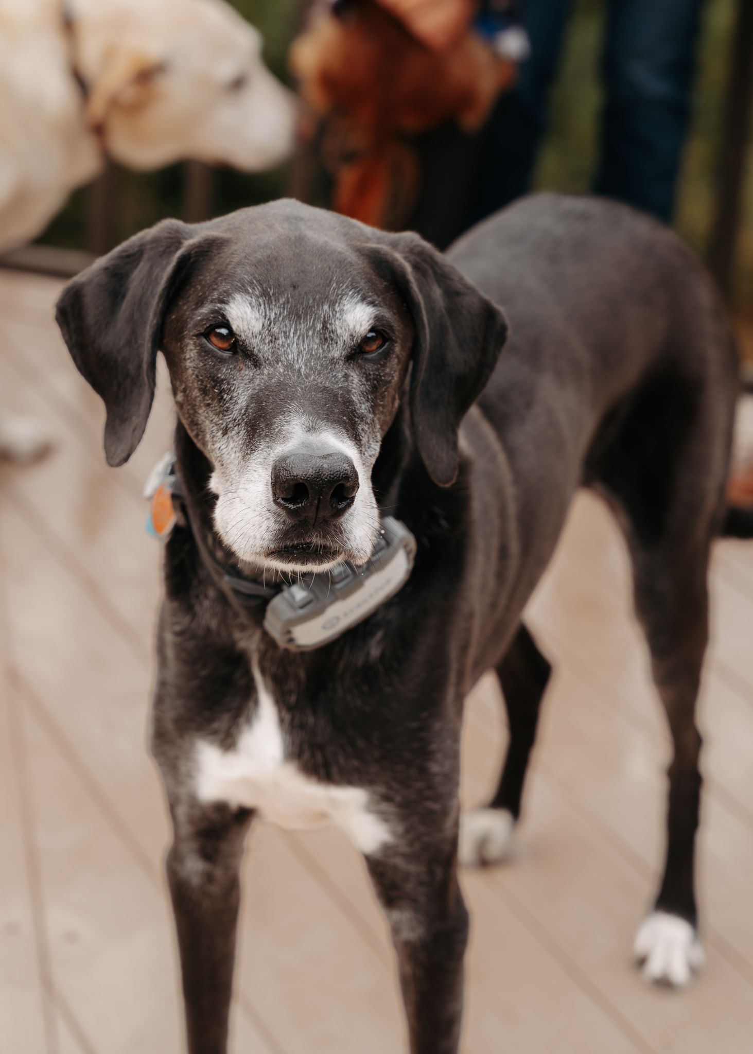 A black and white senior dog with a graying muzzle shown in multiple close-up shots displaying different expressions.