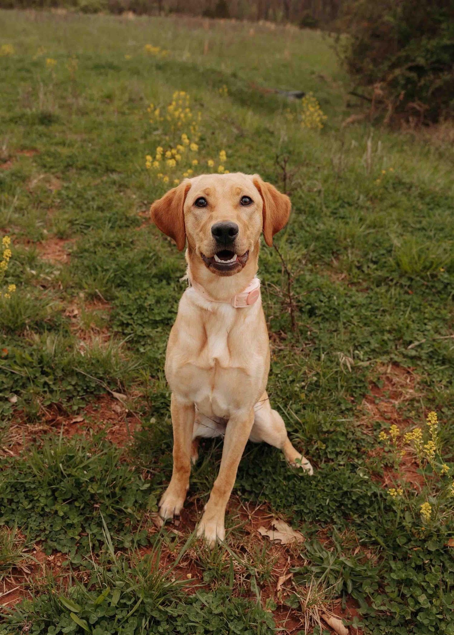 A happy yellow Labrador Retriever sits on green grass, wearing a pink collar, with wildflowers in the background.
