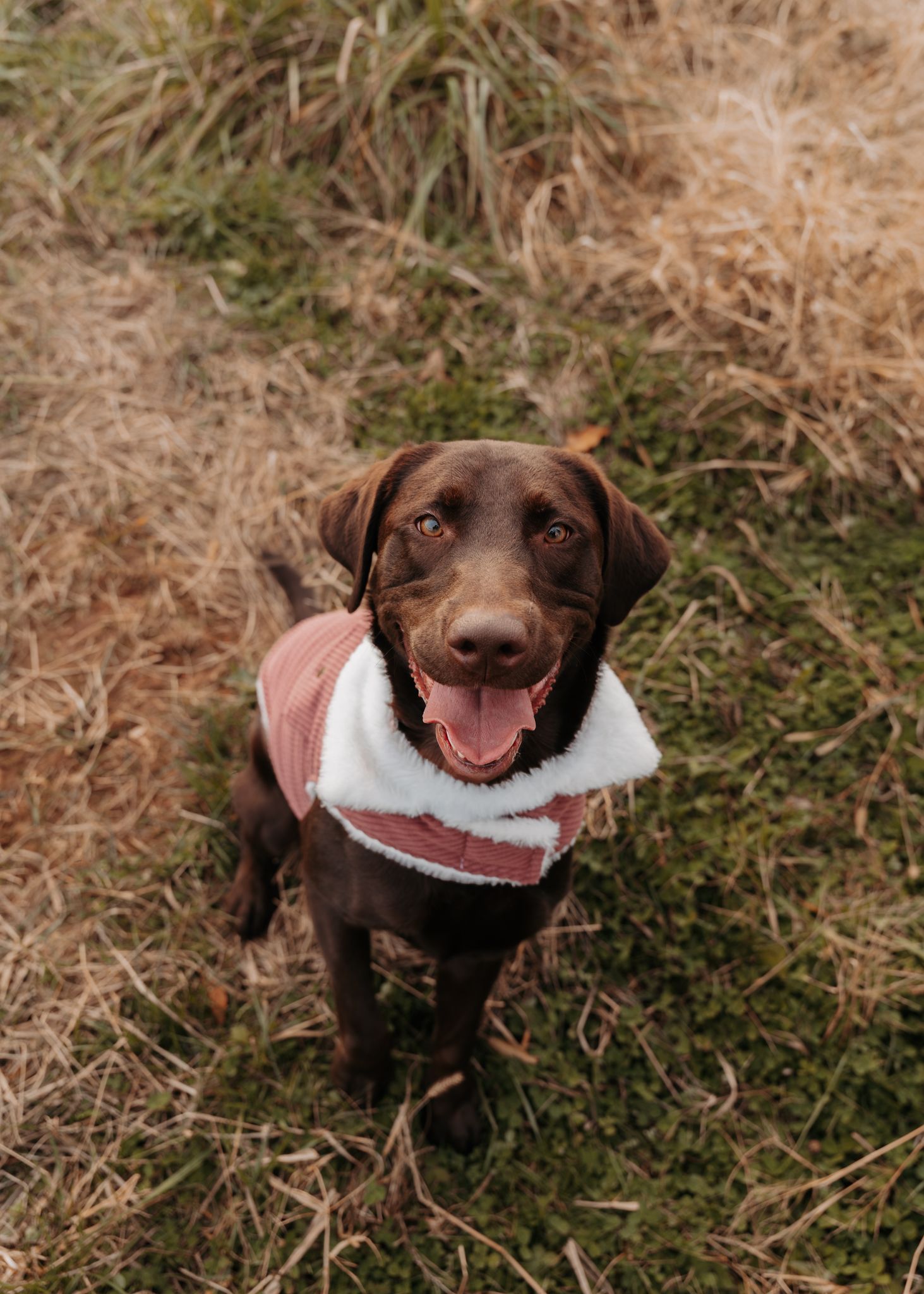 A chocolate Labrador wearing a white bandana sits on grass while looking up with a happy expression.