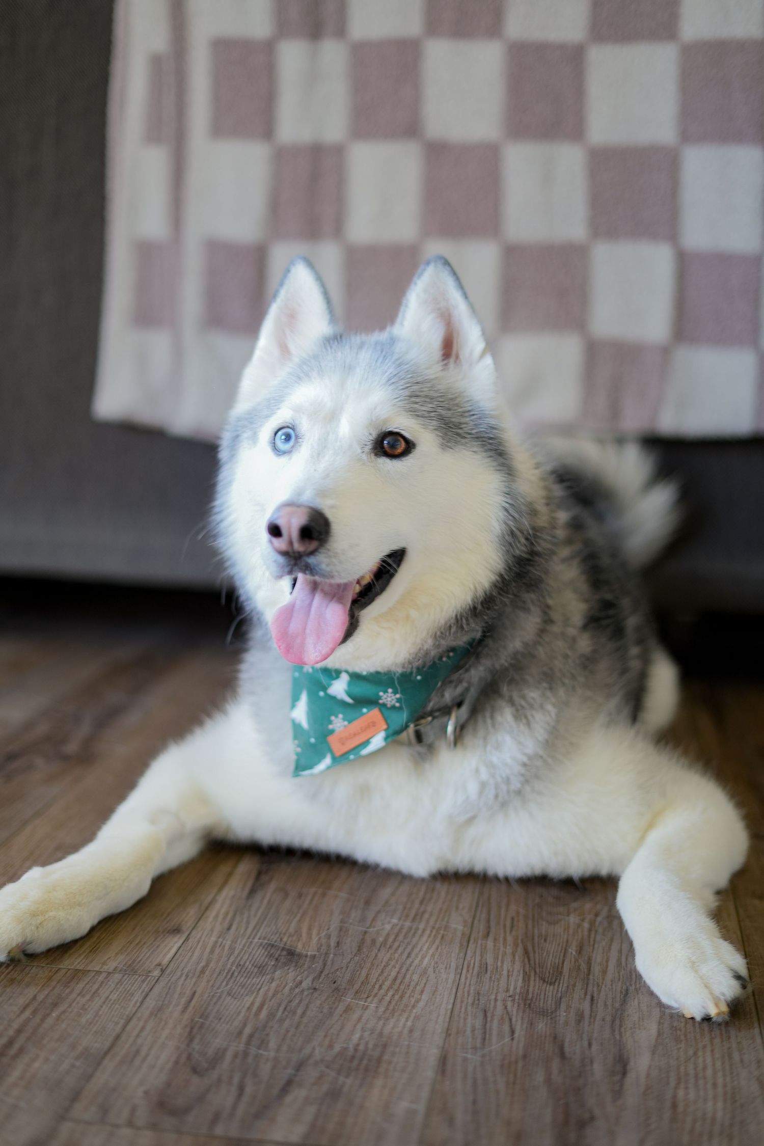 A white Siberian Husky with striking blue eyes lies on a wooden floor wearing a green bandana and showing a happy expression.