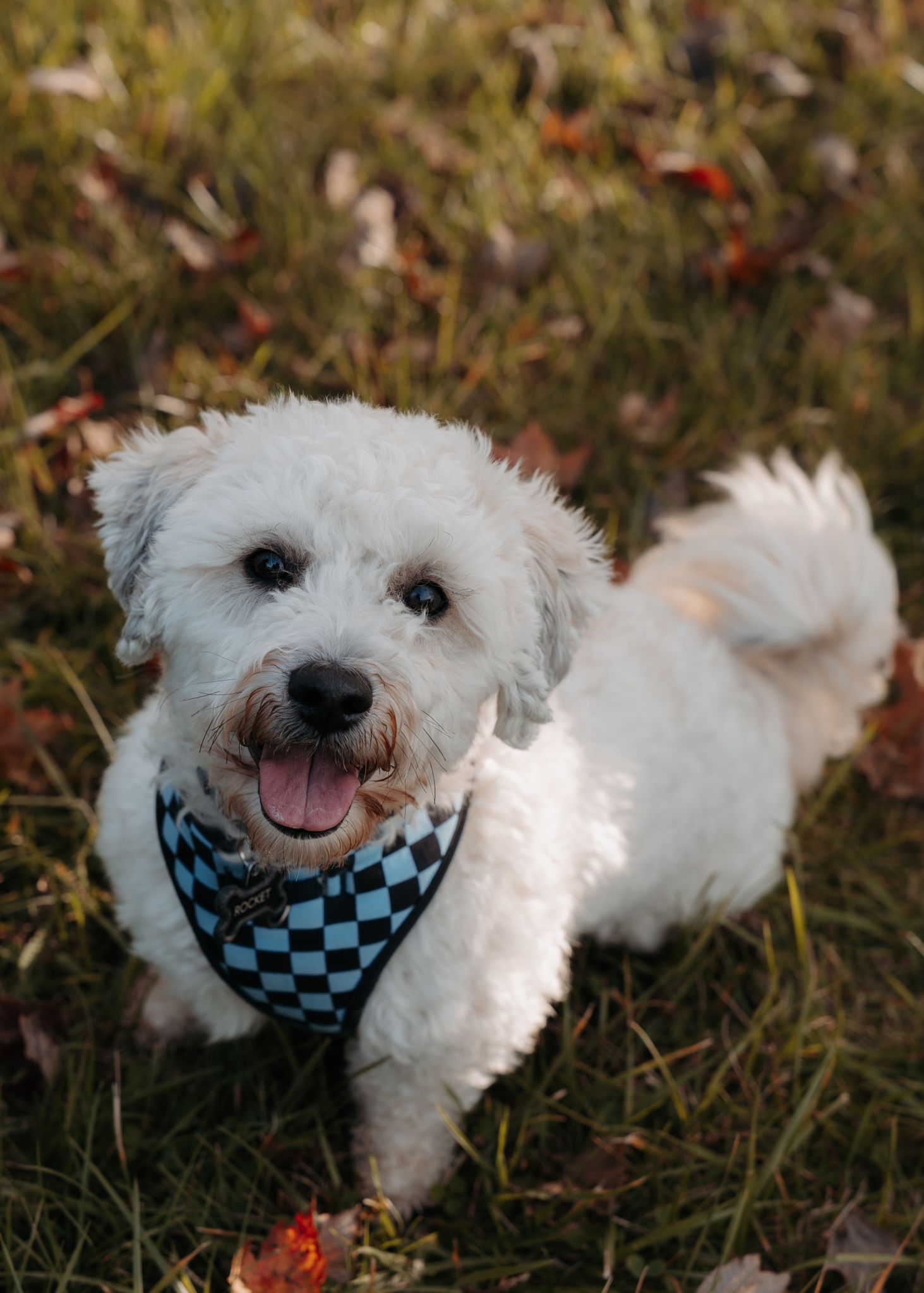 A small white Bichon Frise dog wearing a black and white checkered bandana plays in grass with fallen red berries.