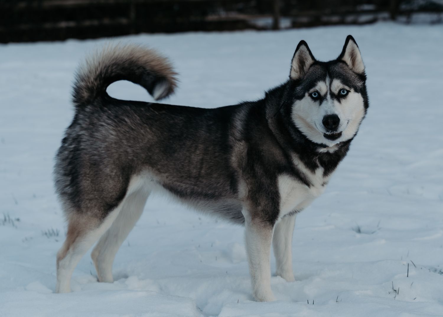 A Siberian Husky dog stands alert in deep snow with its distinctive black and white coat visible against the winter landscape.