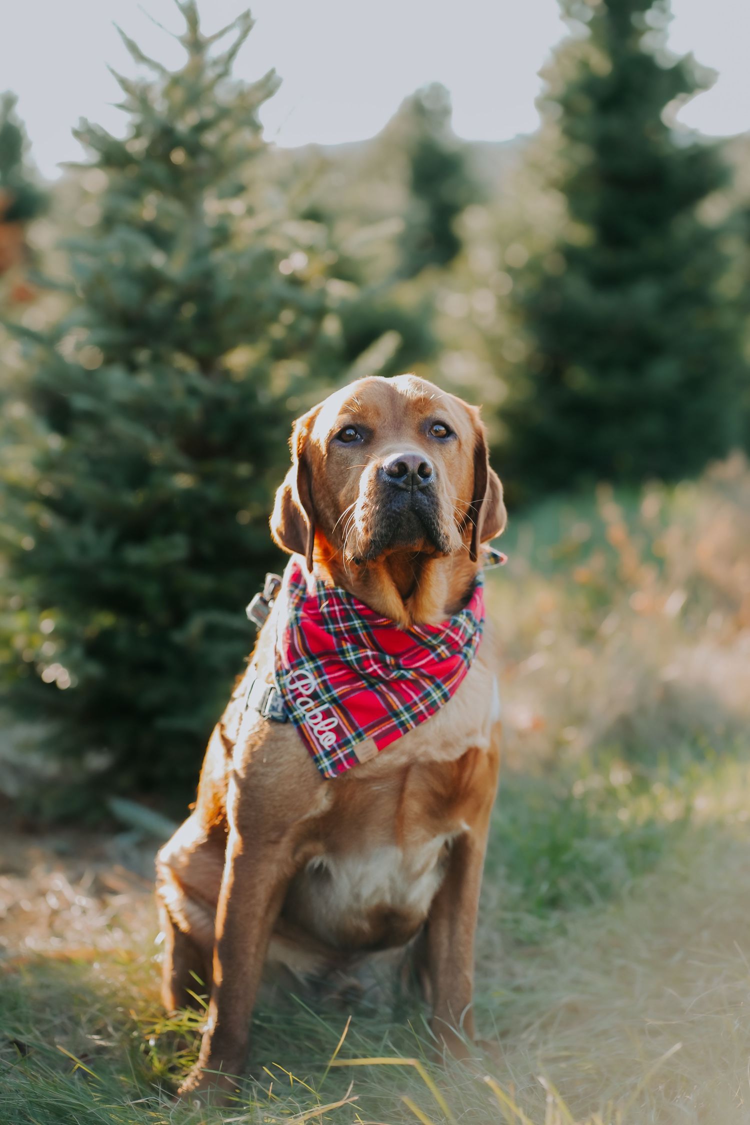 Brown dog wearing festive plaid bandana poses in front of evergreen trees during holiday photo session.