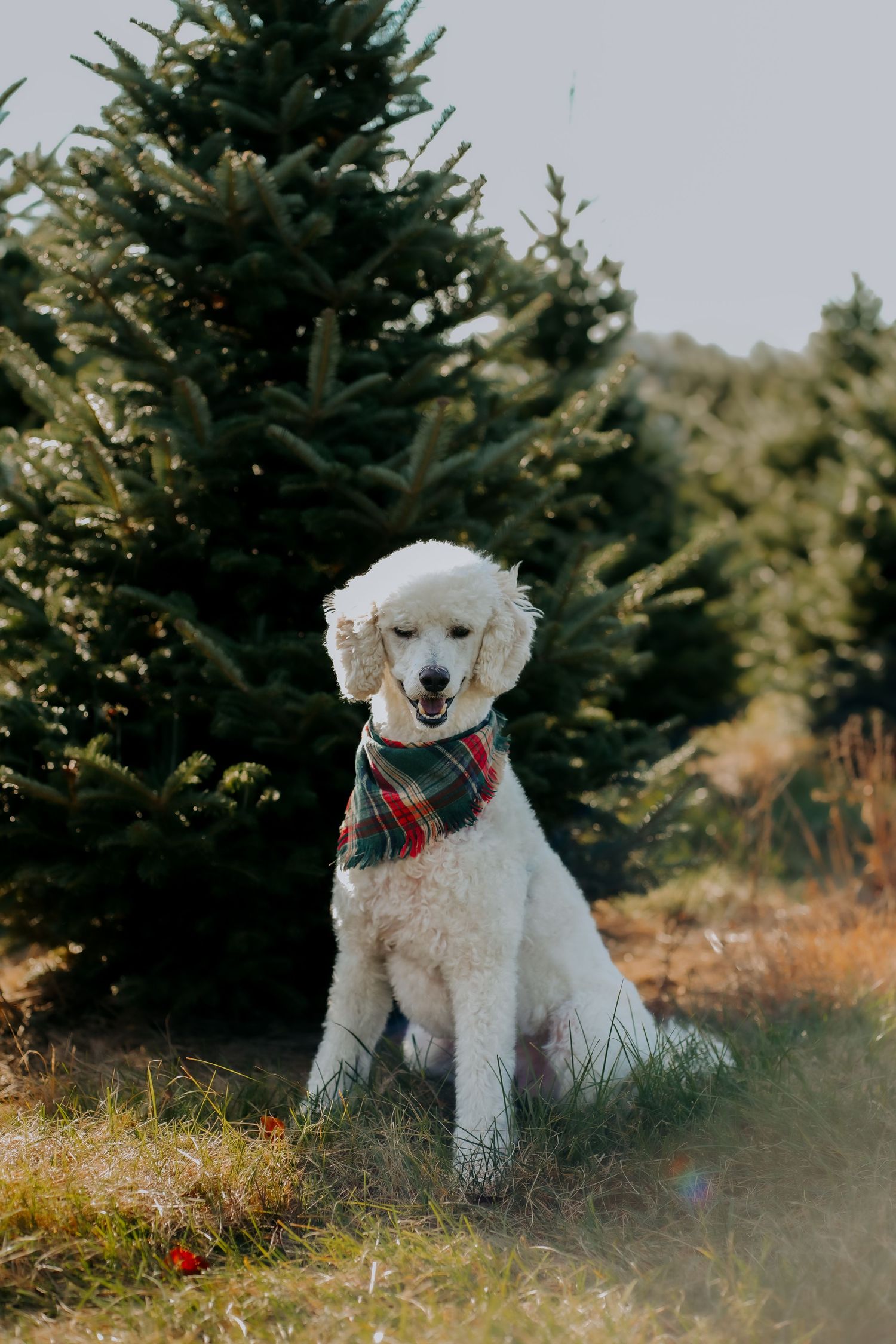White poodle wearing plaid holiday scarf sits in front of evergreen trees at Christmas tree farm.