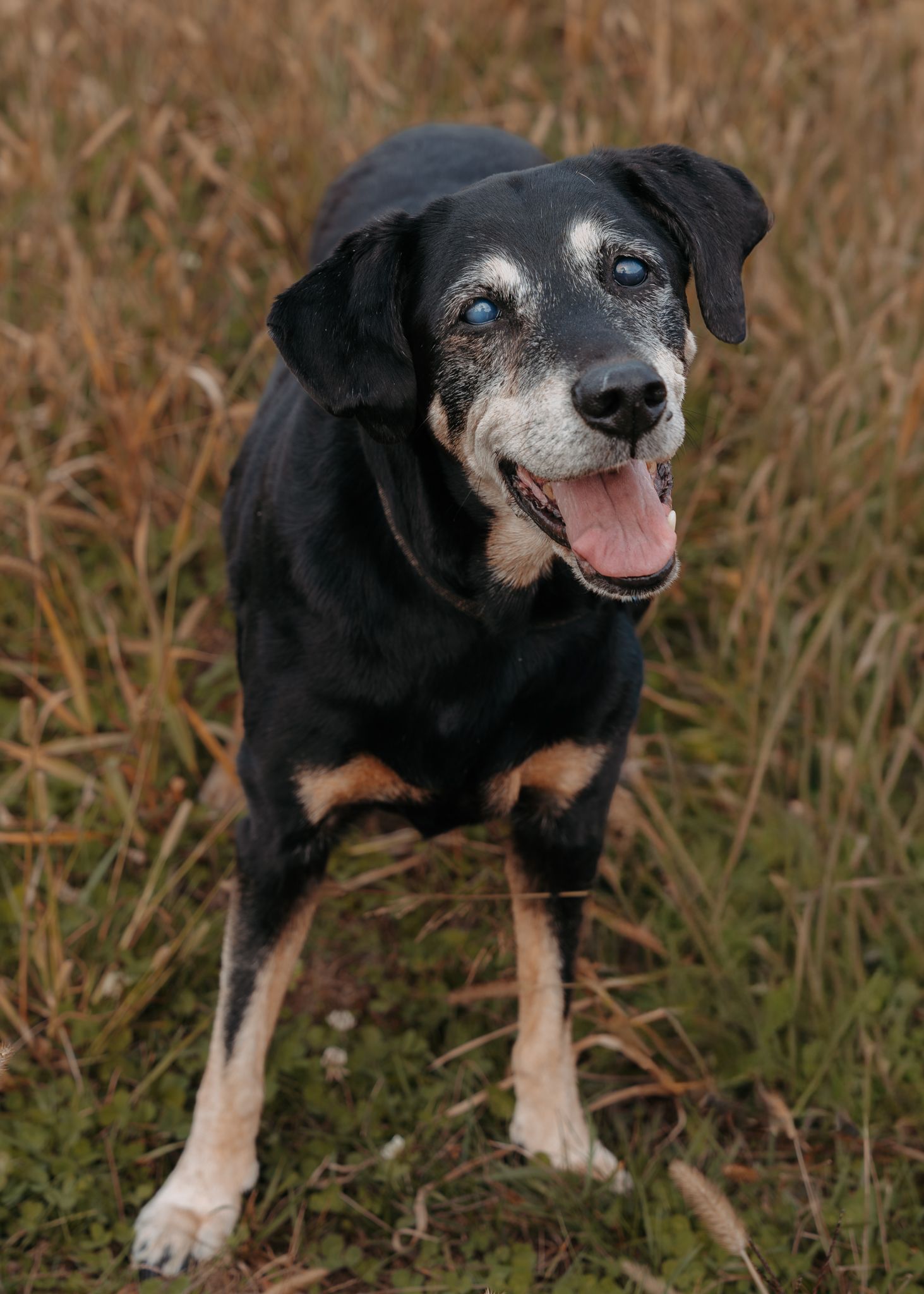 A sequence of photos showing a black and tan dog walking through tall brown grass in an outdoor setting.