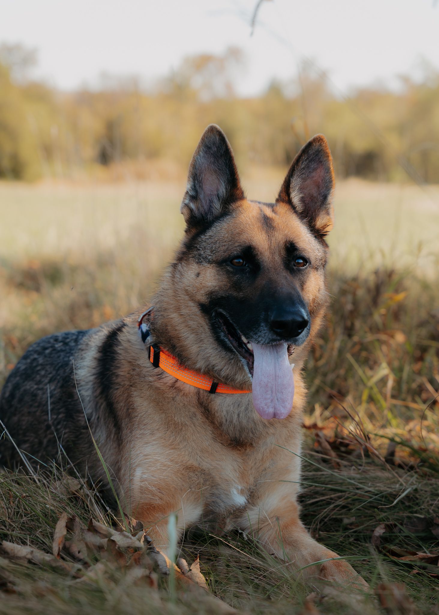 Belgian Tervuren dog with orange collar sits in golden autumn field with tall grass and natural lighting.