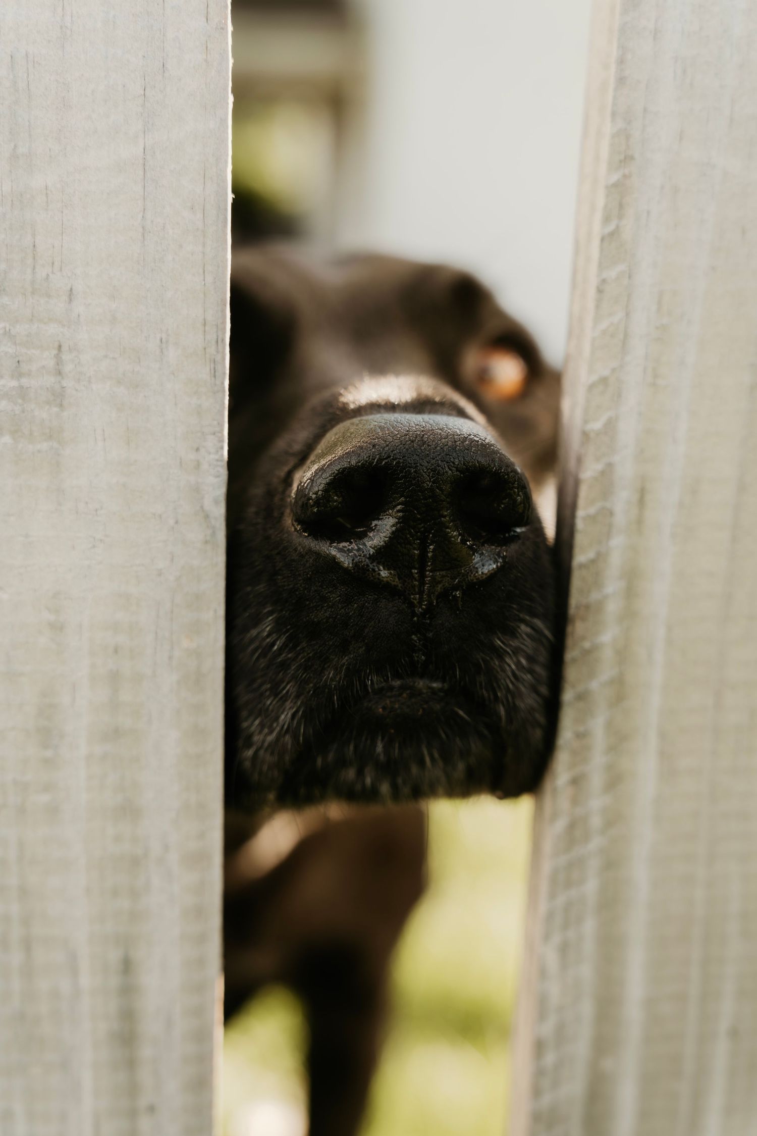 Close-up view of a black dog's nose peeking through white fence slats in natural lighting.