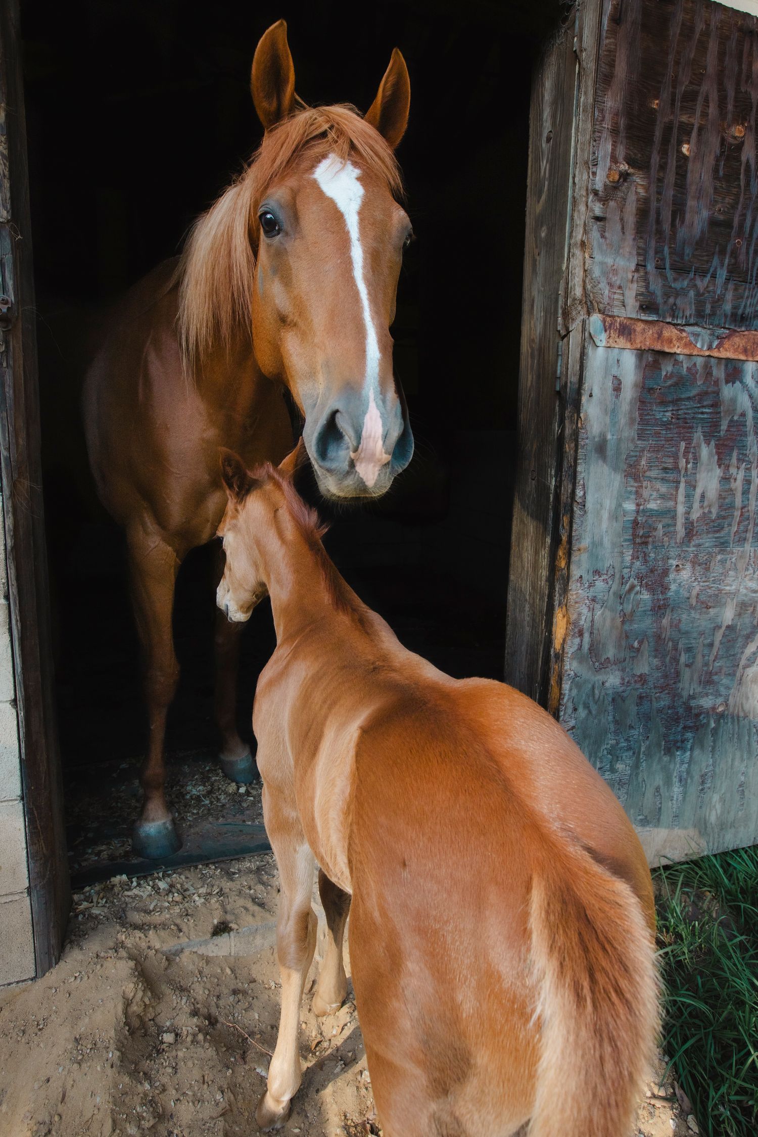 barn, horses, equestrian, foal, baby horse