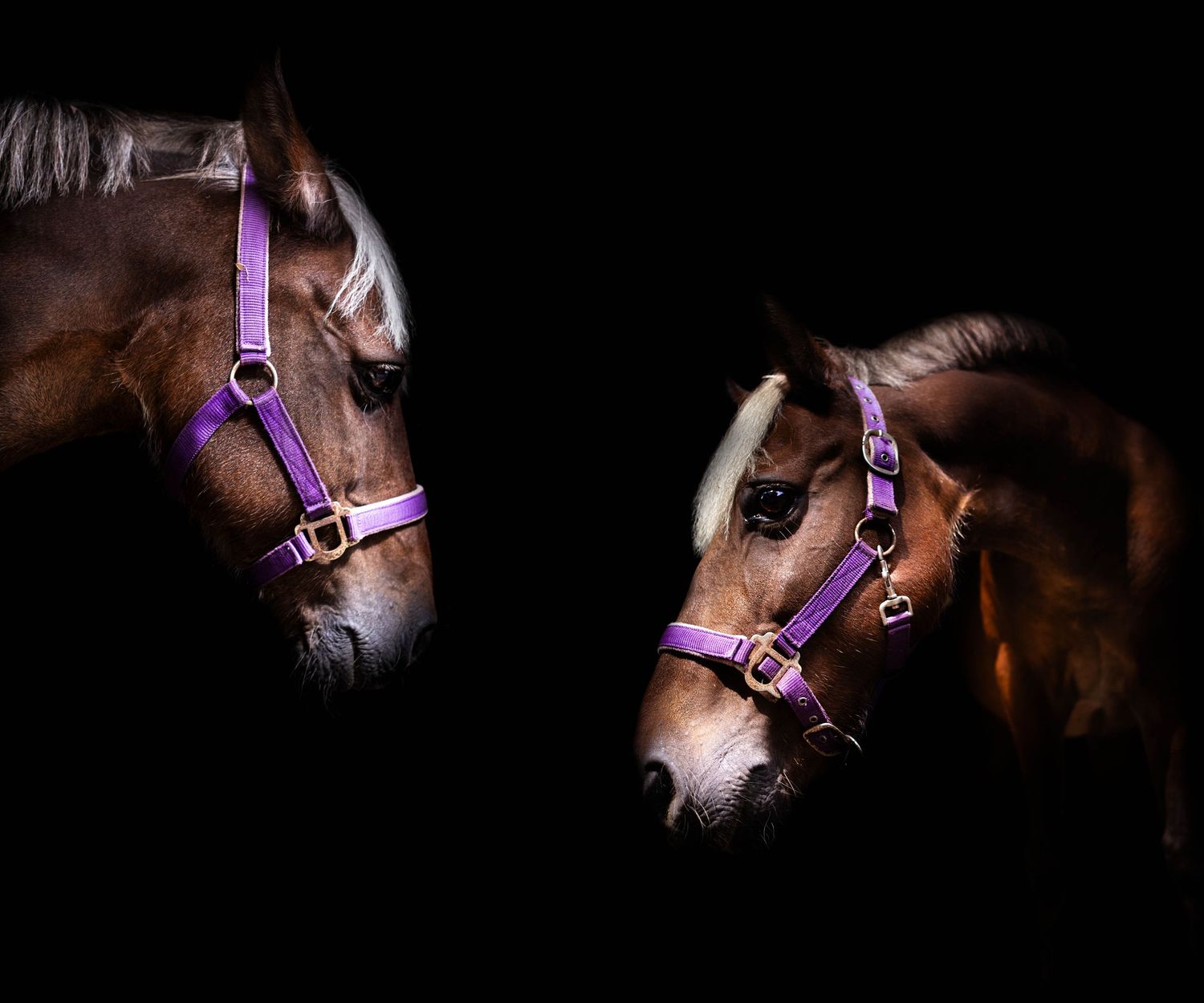 Equestrian, Pony, Brown, Bay horse, purple halter, white mane, Dark backdrop, Lighting, Dipcit