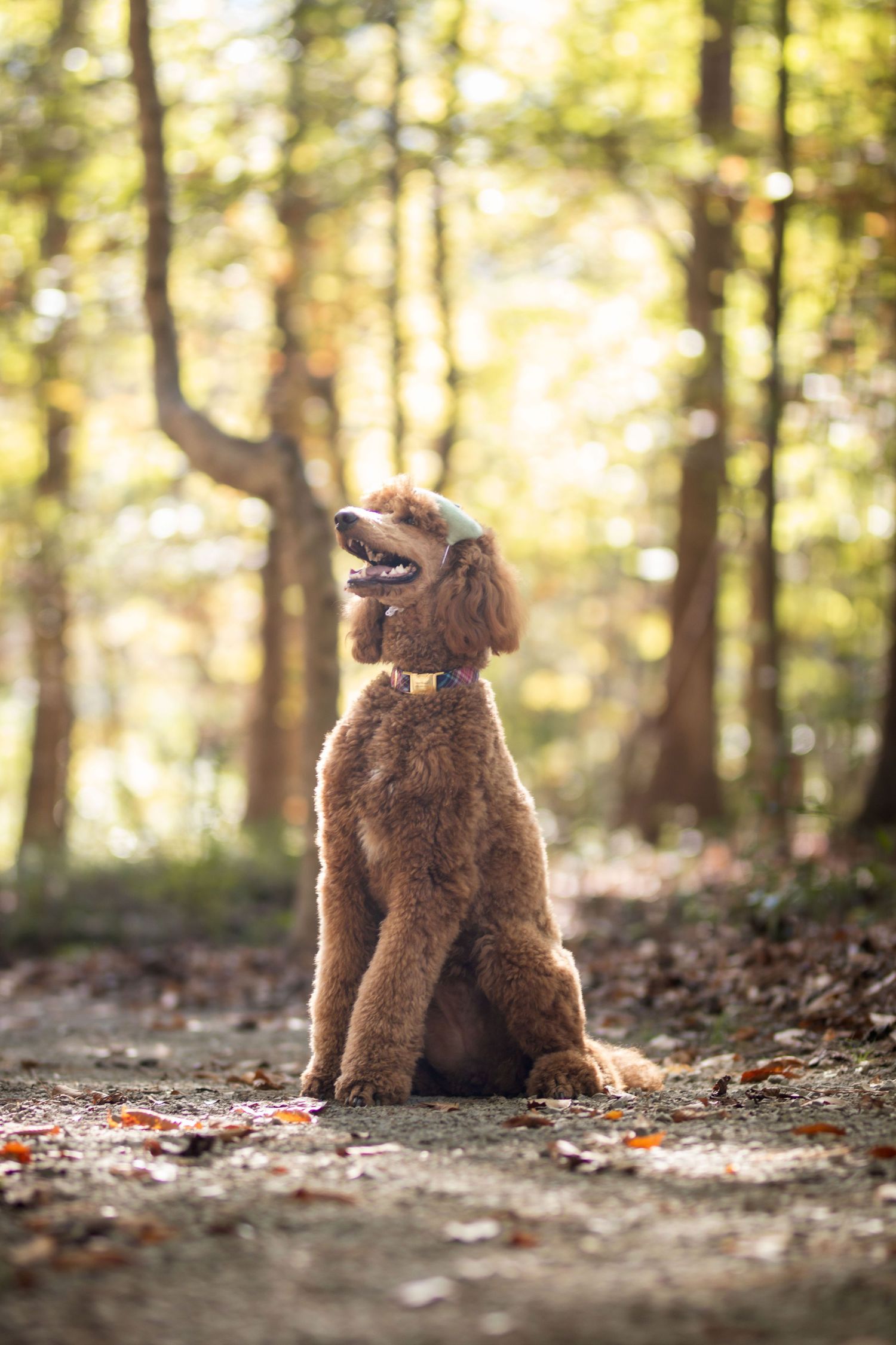 Apricot standard poodle sitting attentively on a woodland path surrounded by autumn foliage.