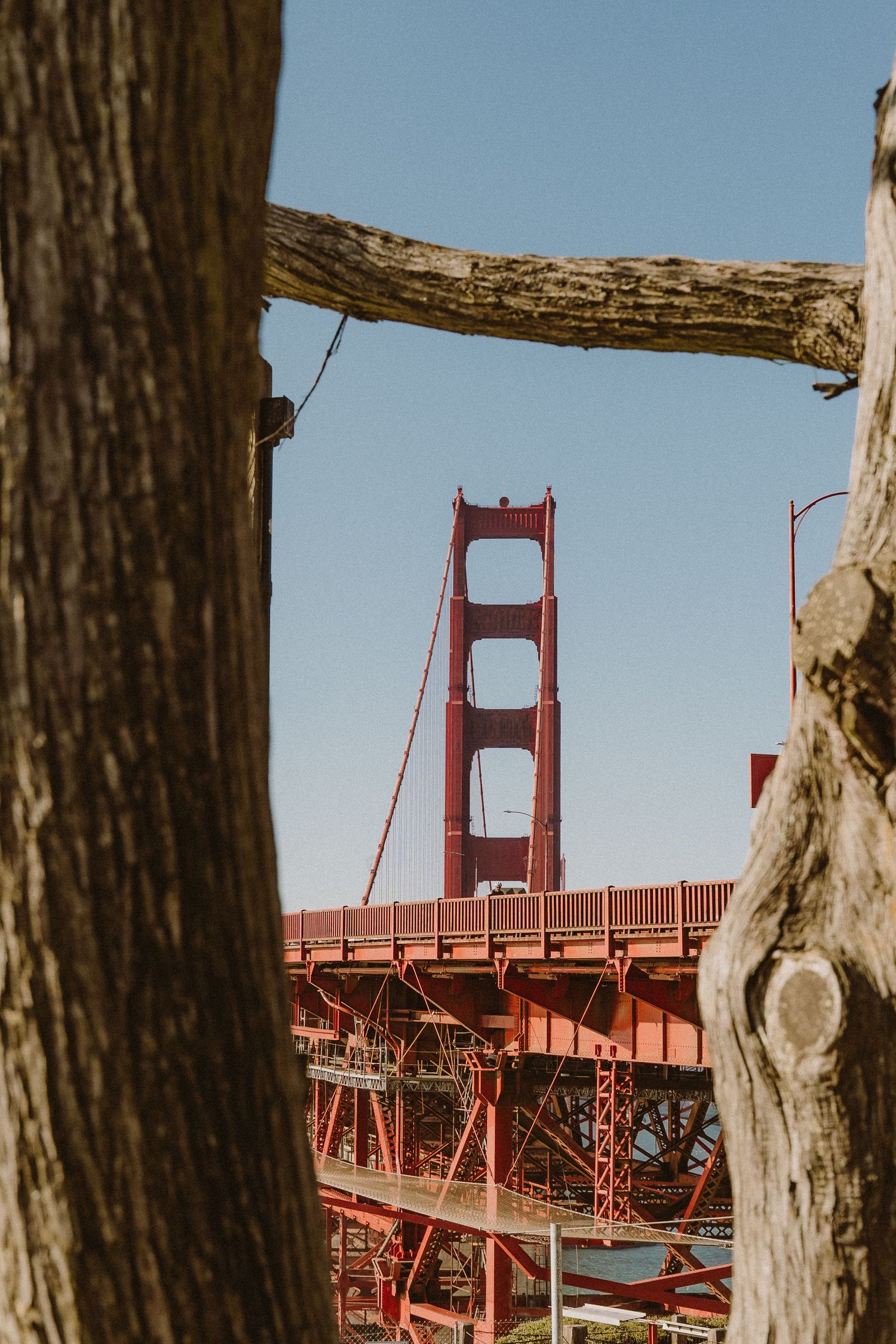 View of the iconic red Golden Gate Bridge towers framed between tree trunks on a sunny day in San Francisco.