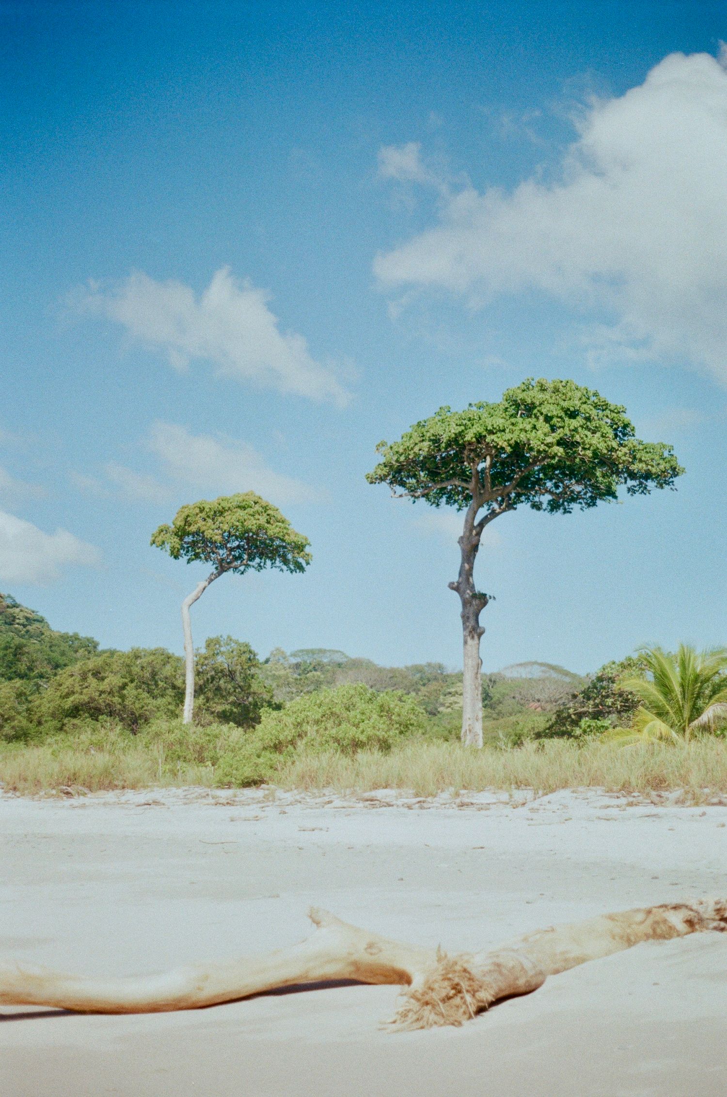 Two tall palm trees rise from sandy beach against bright blue sky with scattered white clouds in tropical landscape.