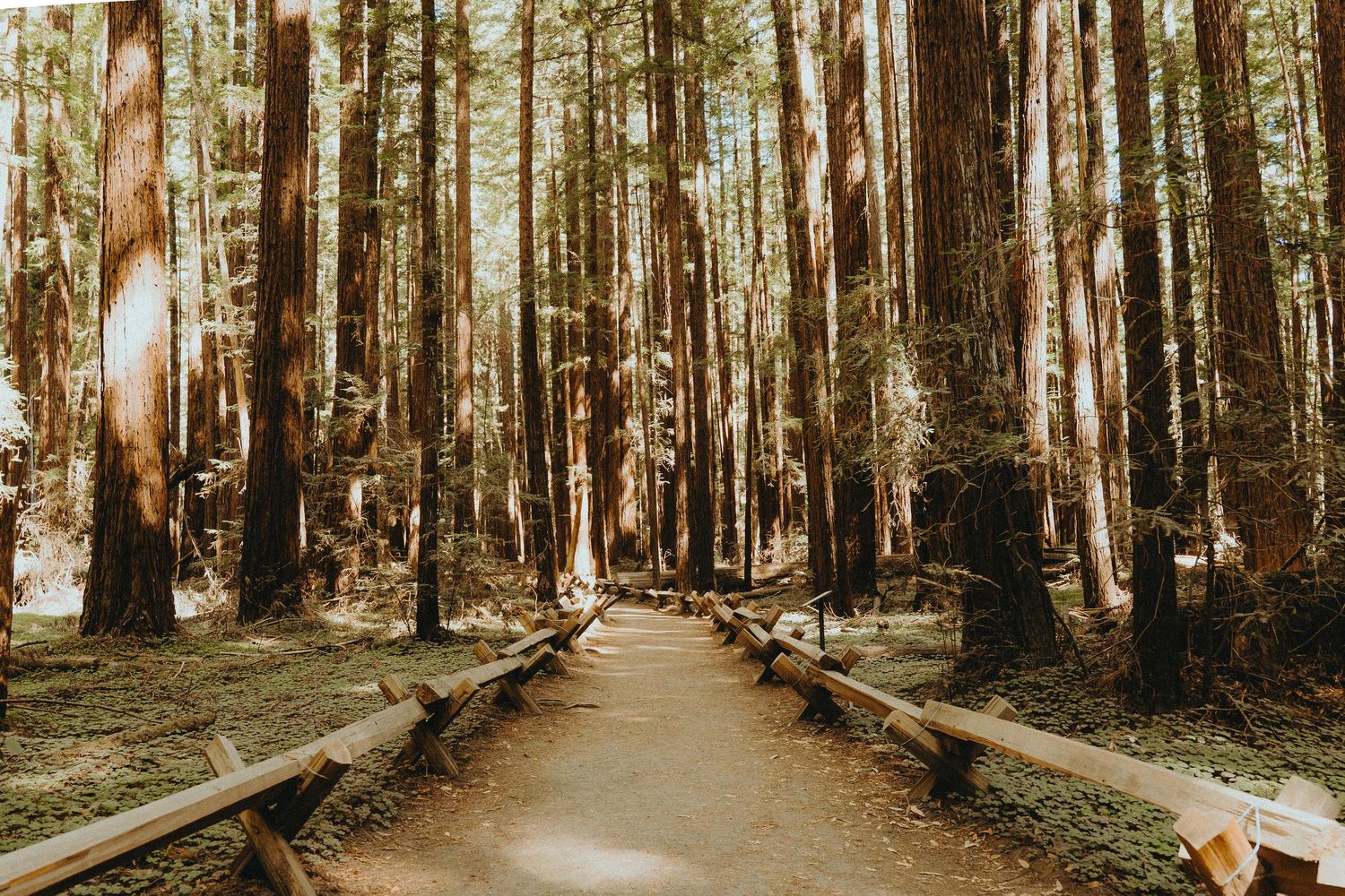 A tranquil forest path winds through towering redwood trees in warm sepia tones.