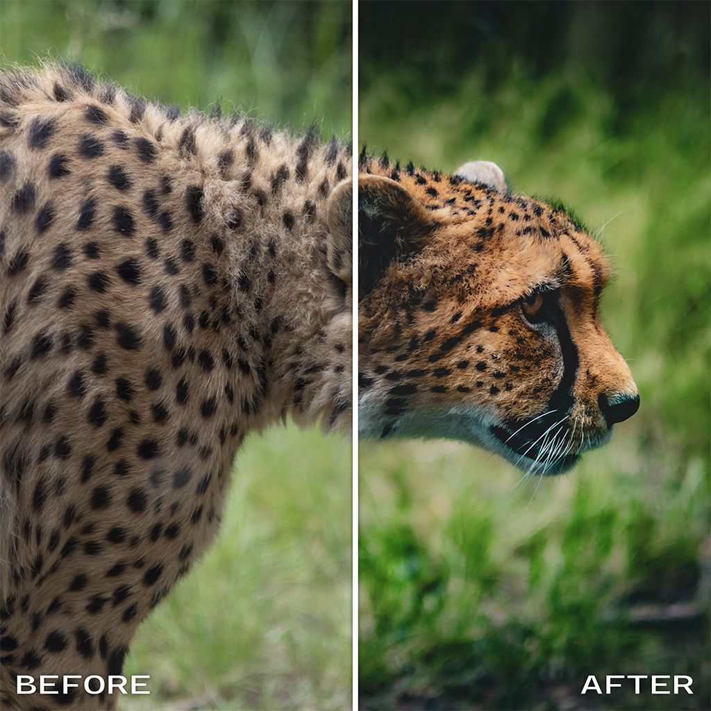 Before and after demonstration of color grading in lightroom. Portrait of a cheetah.