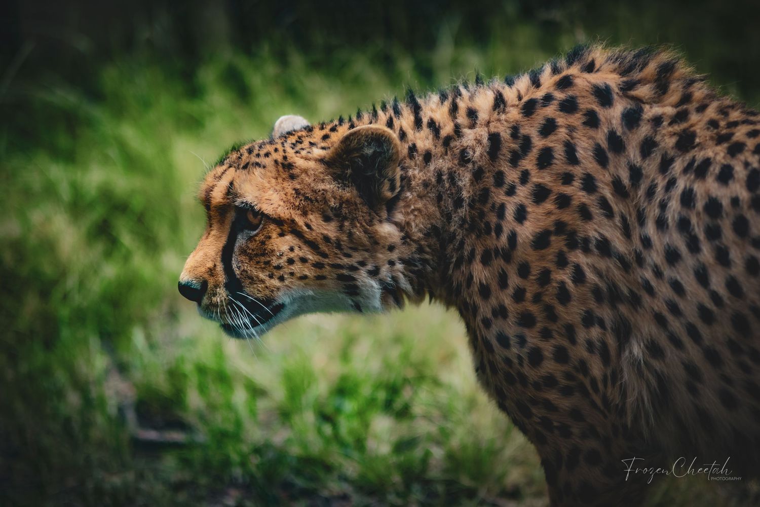 Portrait of a cheetah up-close.