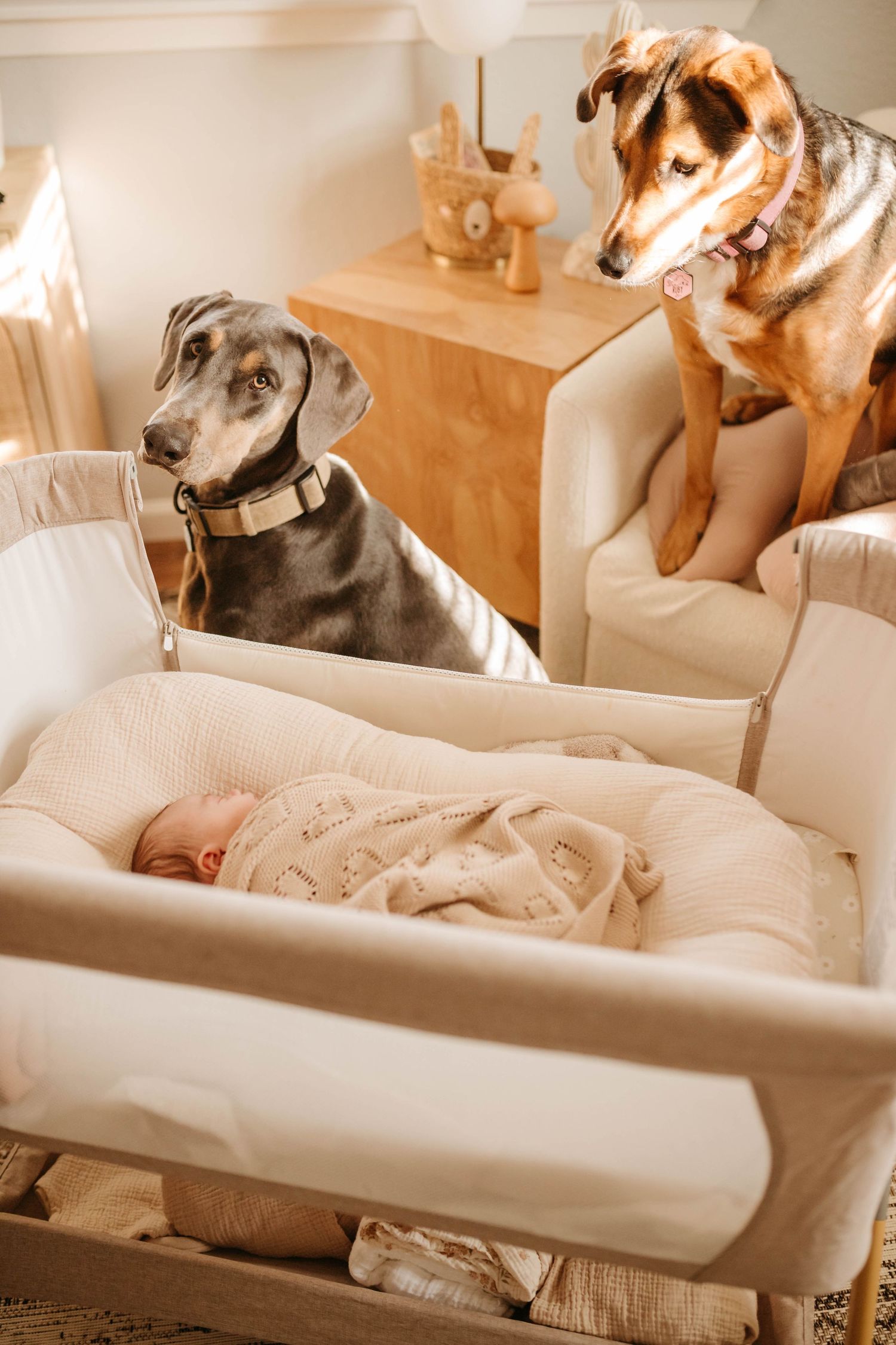 A series of four connected photos showing dogs lounging comfortably on white furniture in a warm-toned room.