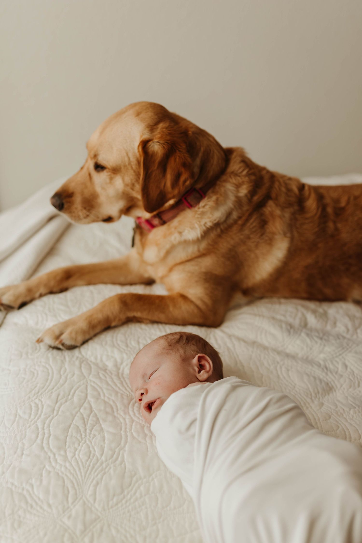 A golden retriever dog lies protectively next to a sleeping baby on white bedding.