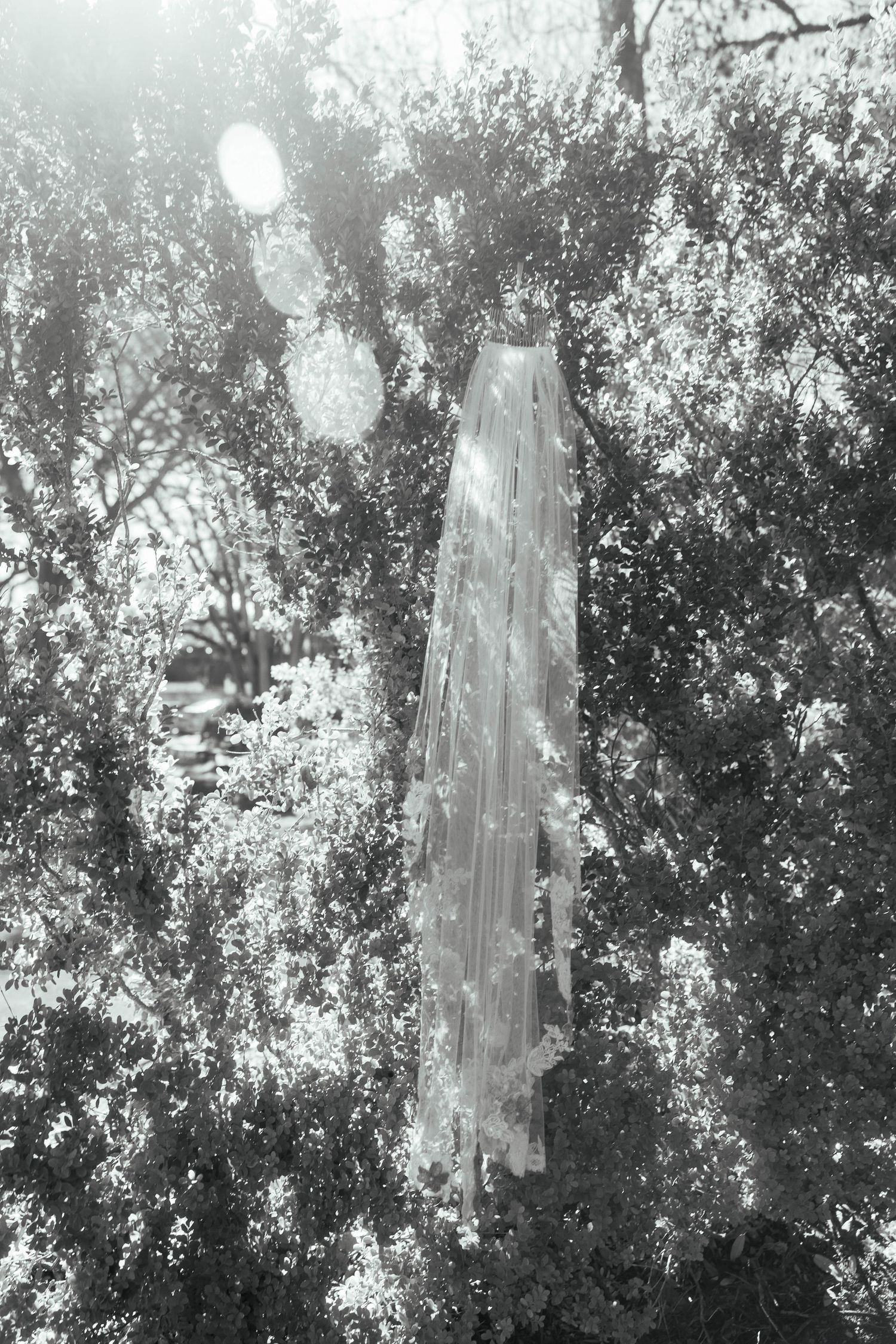 Black and white photo of a wedding veil hanging from a tree with sunlight bokeh in the background.