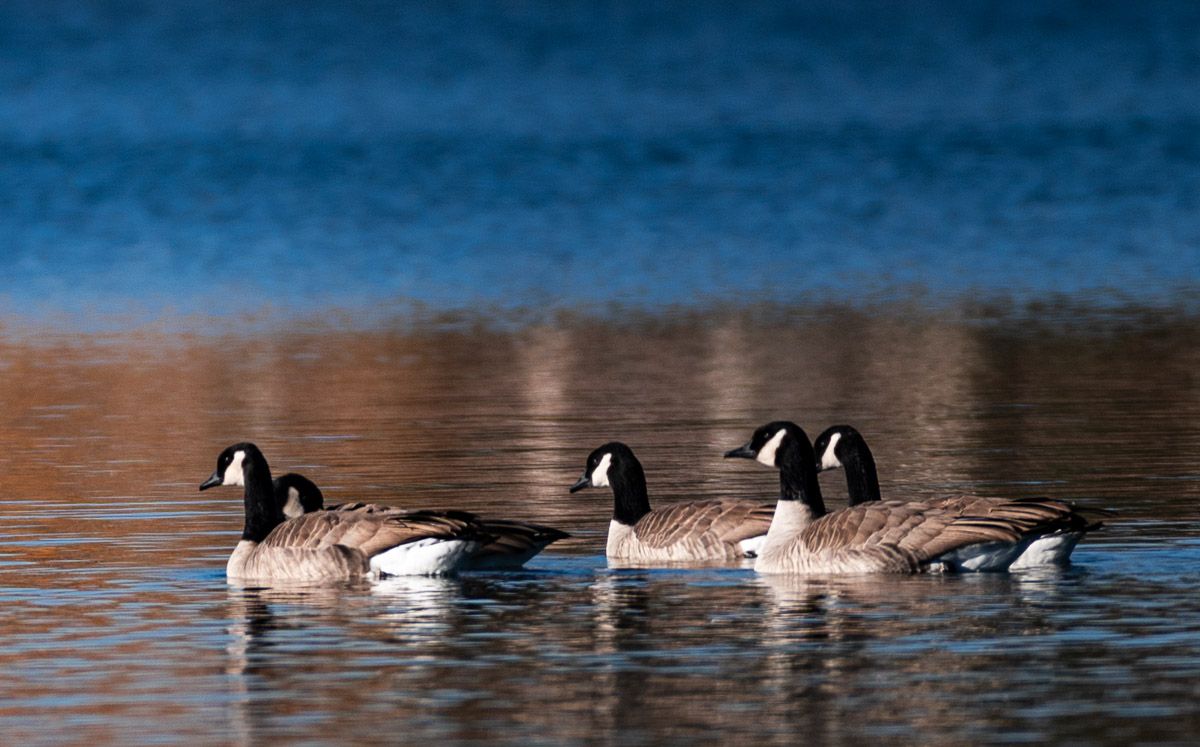 Swimming geese move left in the frame through a blue lake. Image by Mark Swanson Photography.