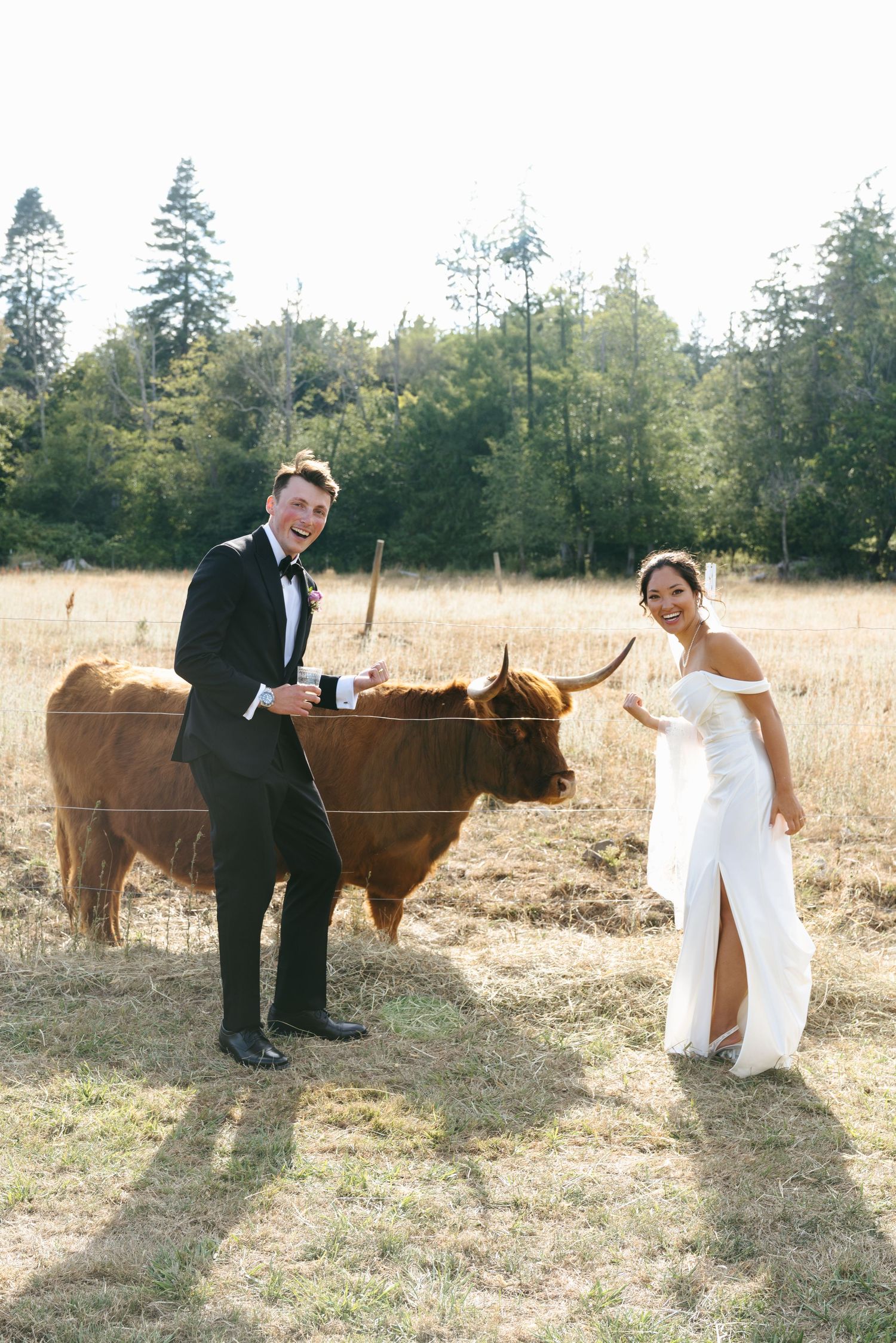 Bride and groom smiling next to wild cow at wedding in Washington