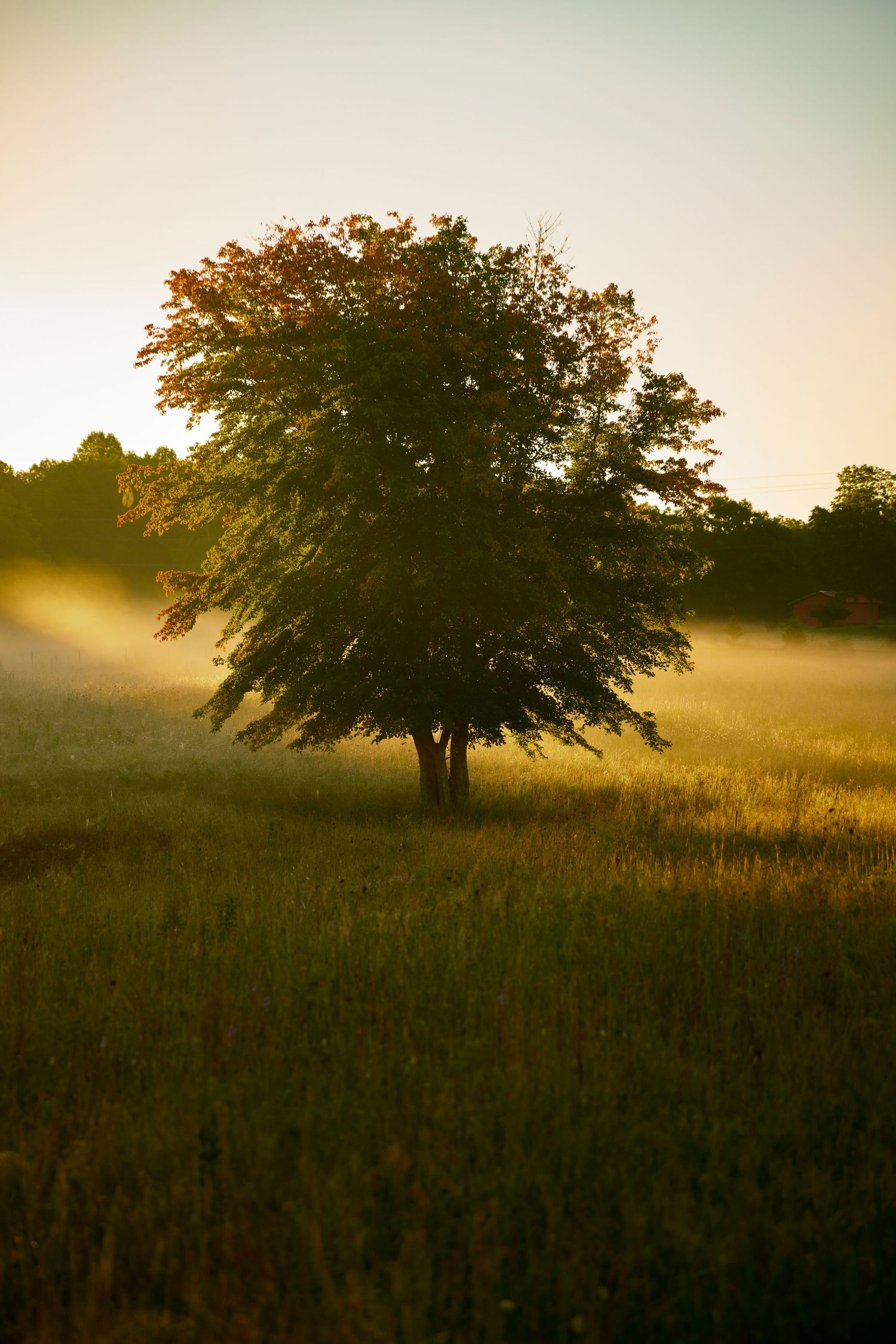 Majestic tree silhouetted against golden sunrise with misty field in foreground.
