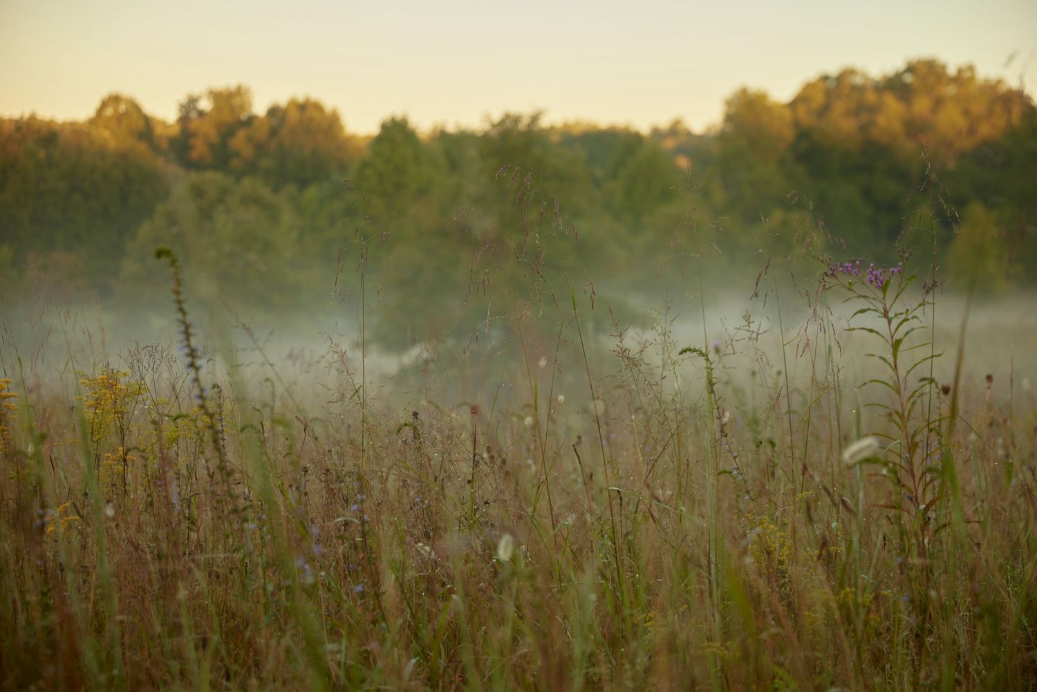 Morning mist drifts over a wild meadow with tall grass and wildflowers during golden sunrise.
