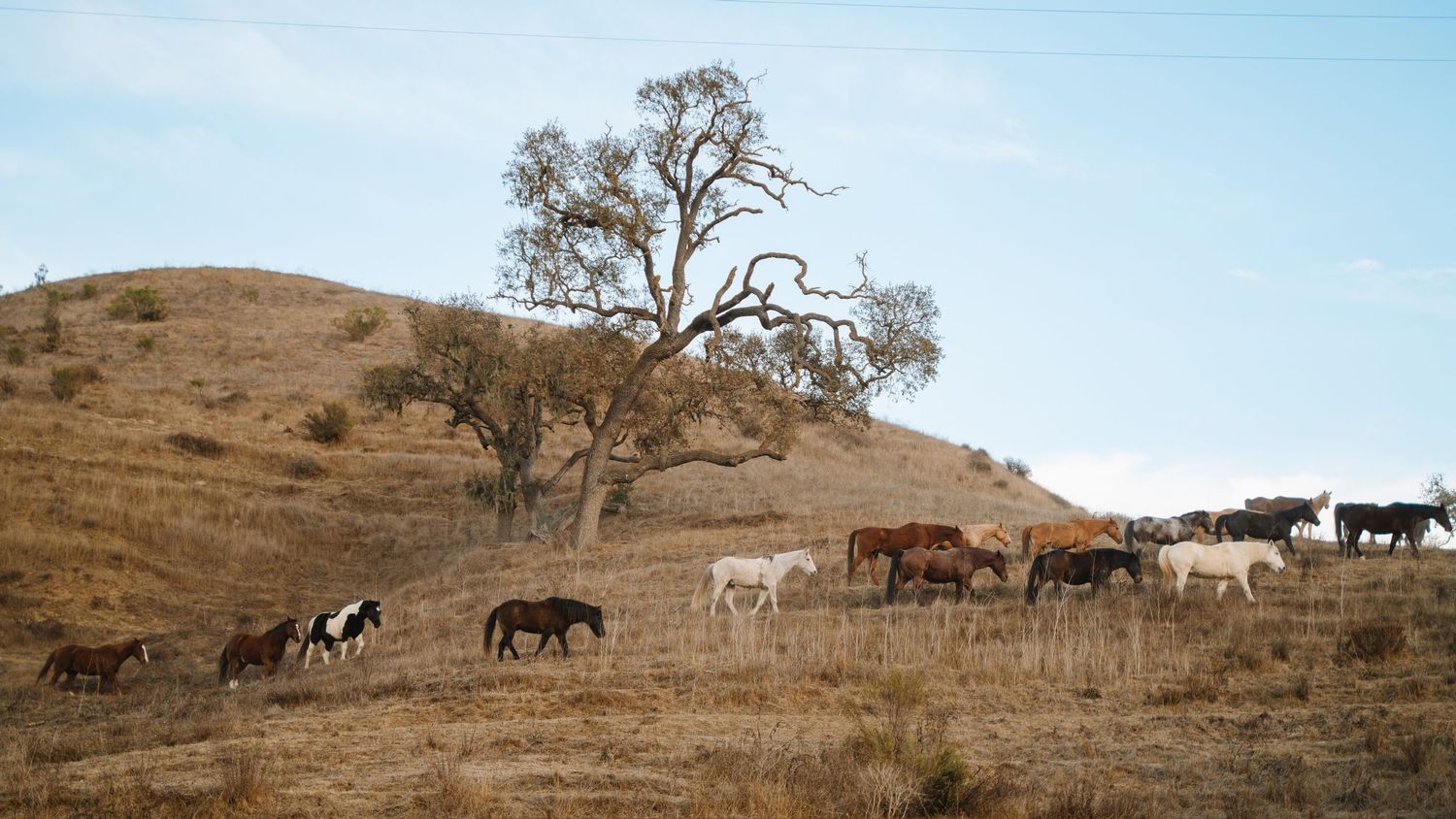 Herd of horses on a hill at Alisal Ranch in California