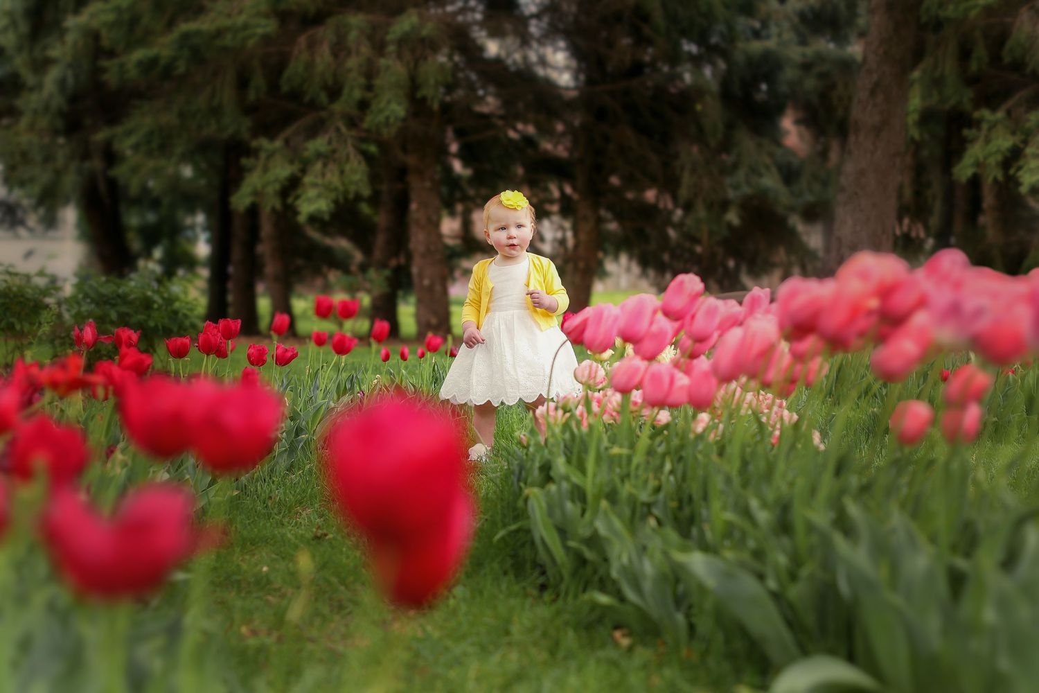 Small child in yellow dress standing among vibrant red tulips in garden.