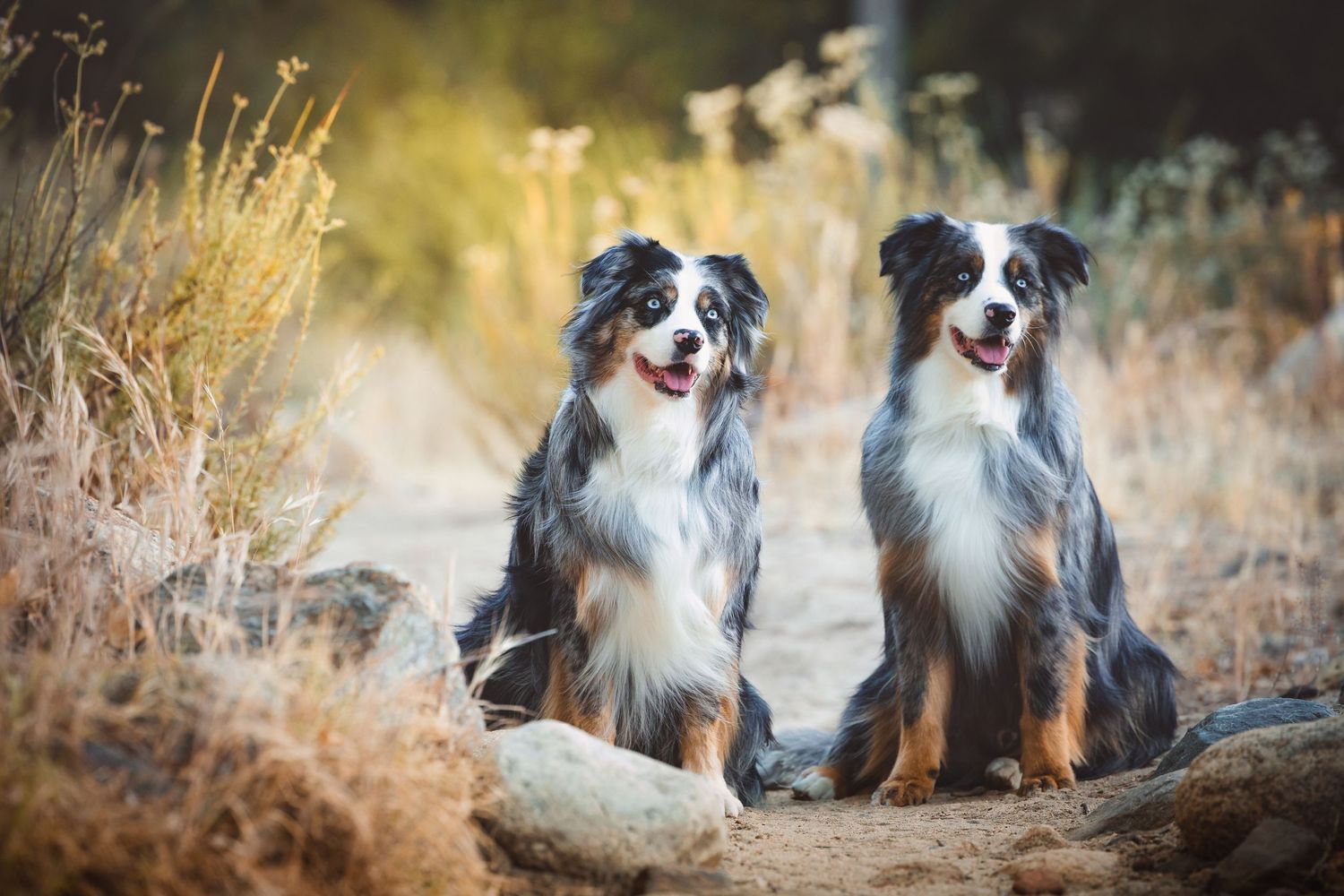 Two Australian Shepherd dogs sitting side by side outdoors among dry golden grass and rocks in natural light.