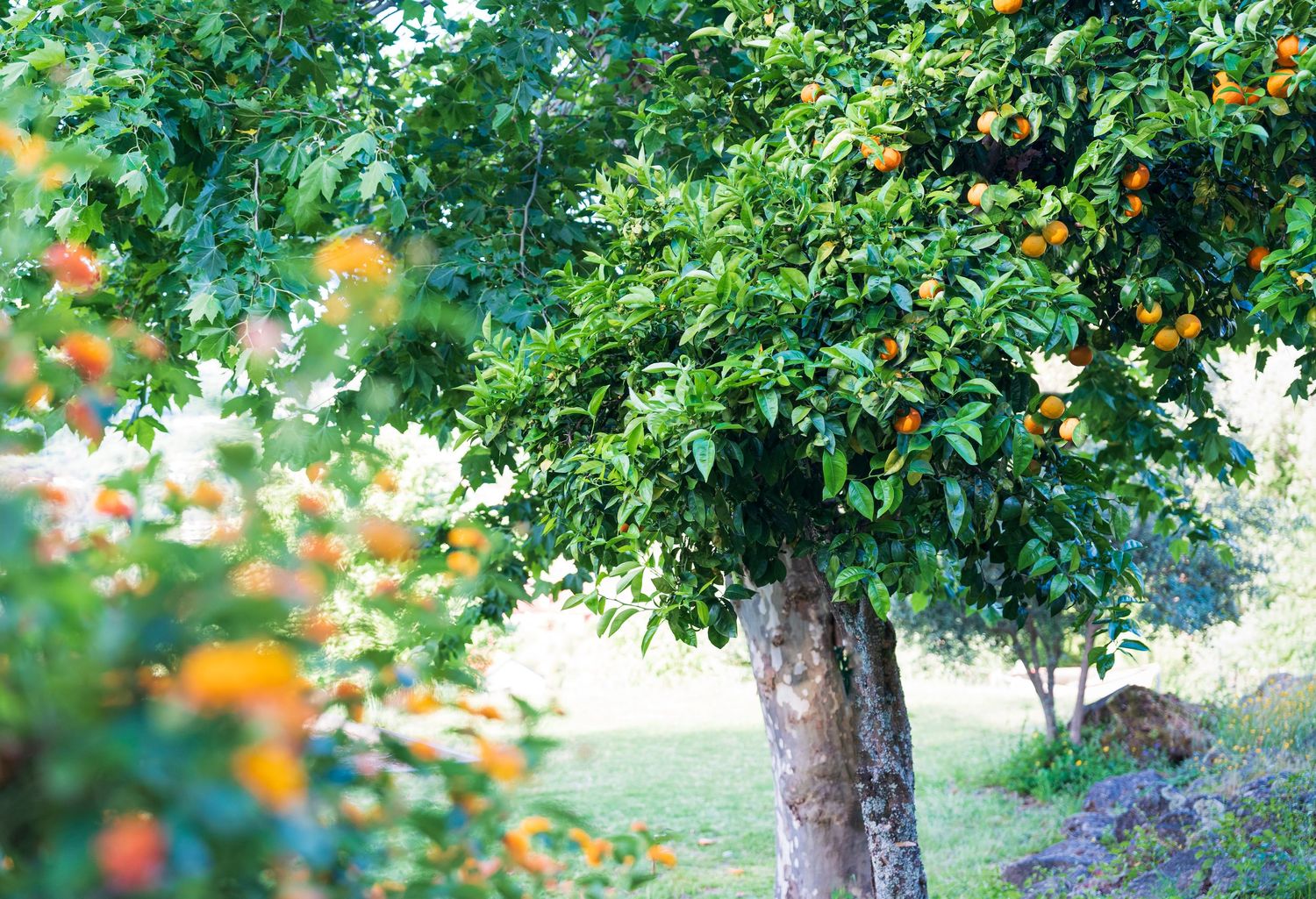 Sinaasappelboom op de groene camping Quinta Valbom in Portugal