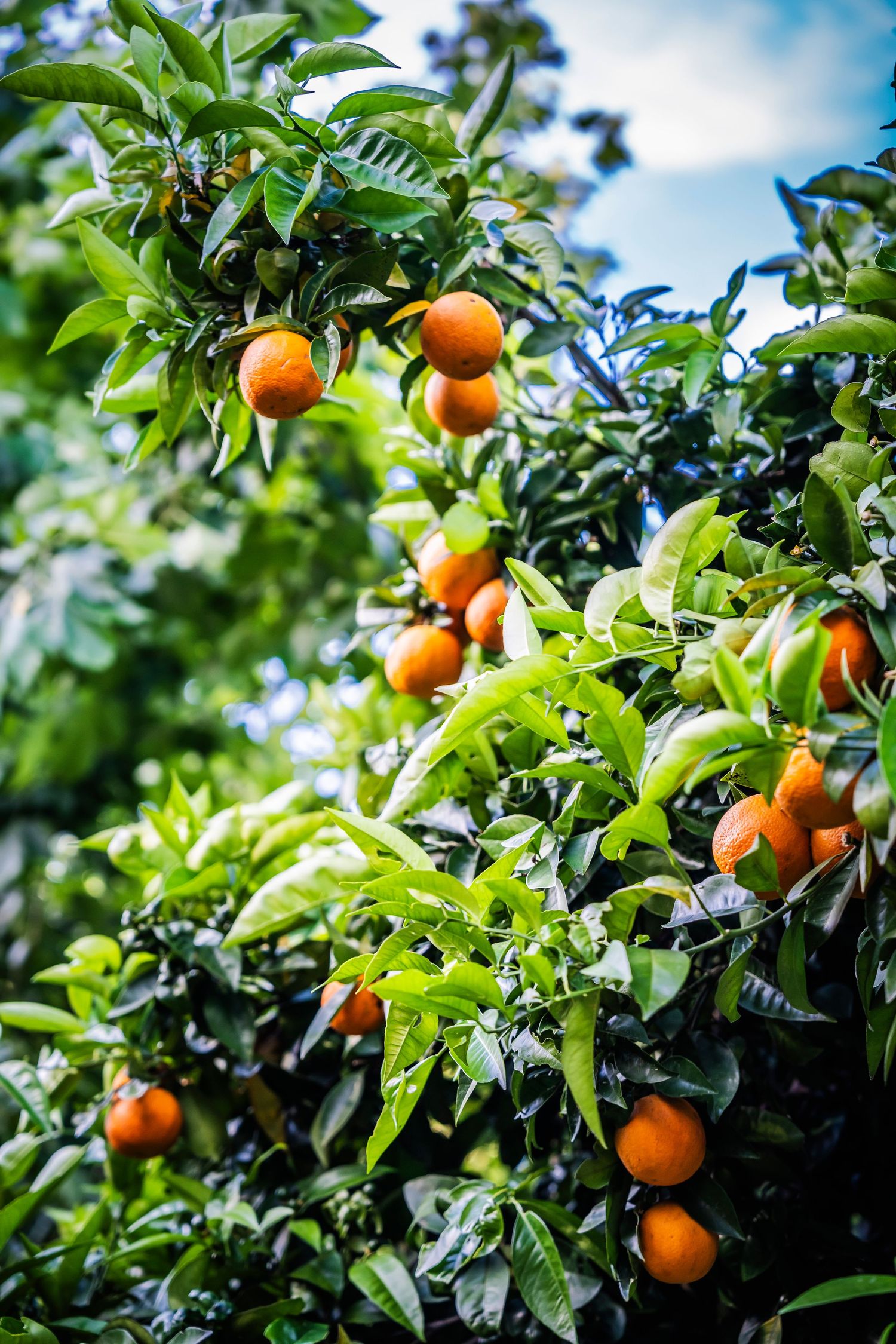 Quinta Valbom , orange trees
Sinaasappel boom, camping