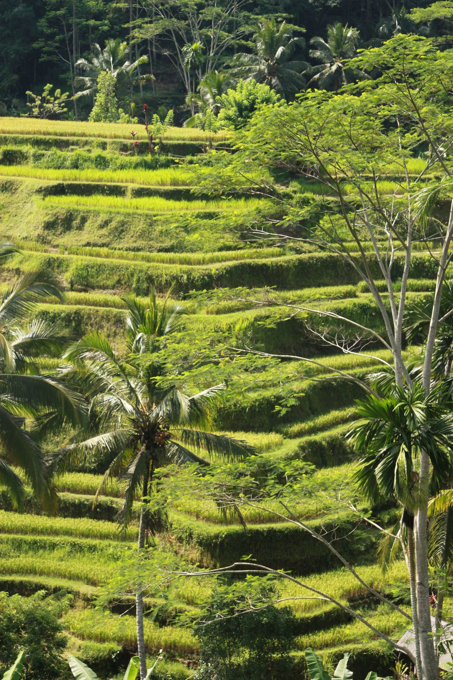 Bali reisvelden, reisfotografie, travel