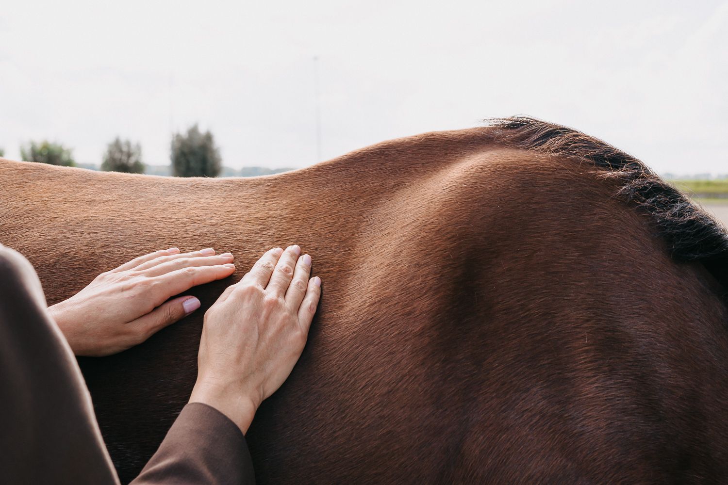 Personal Branding / Sportstal Dijkhoeve Paardencoach / Storytelling Photography