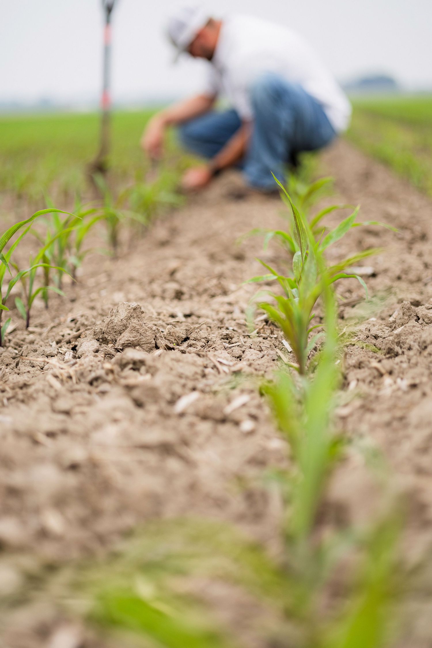 Young corn plants emerging from tilled soil in agricultural field.
