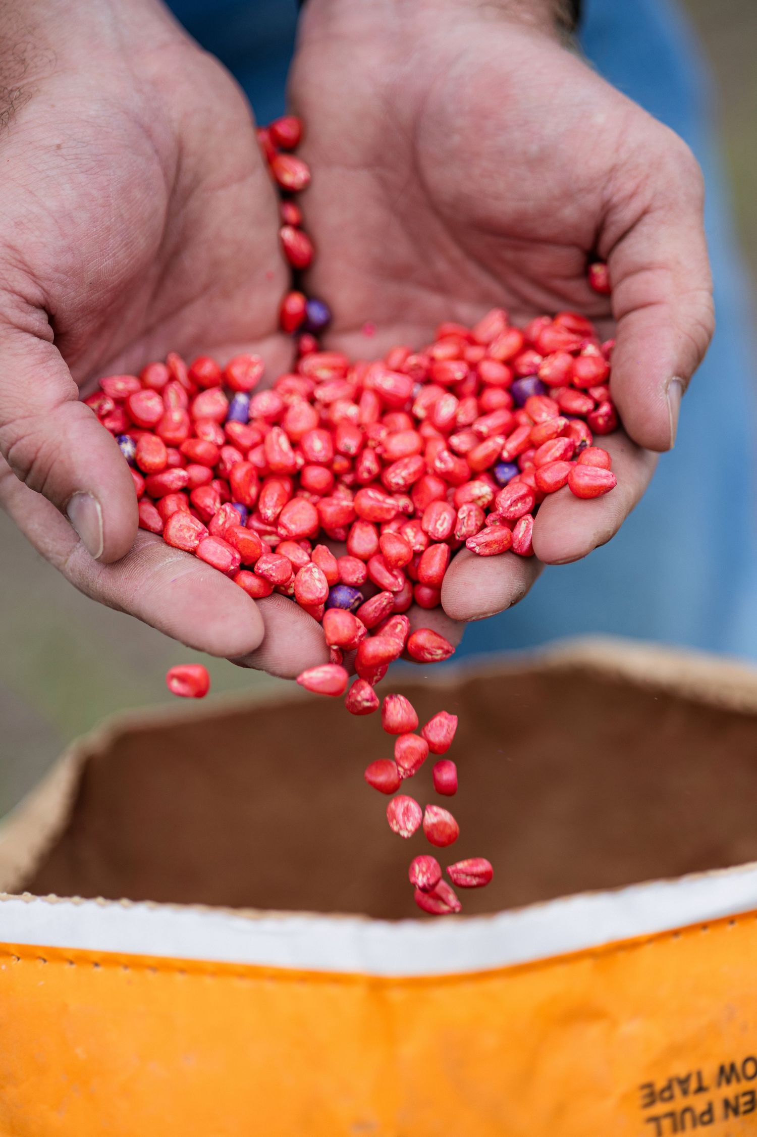 Hands carefully pour bright red pomegranate arils into a white and orange container against a blurred background.